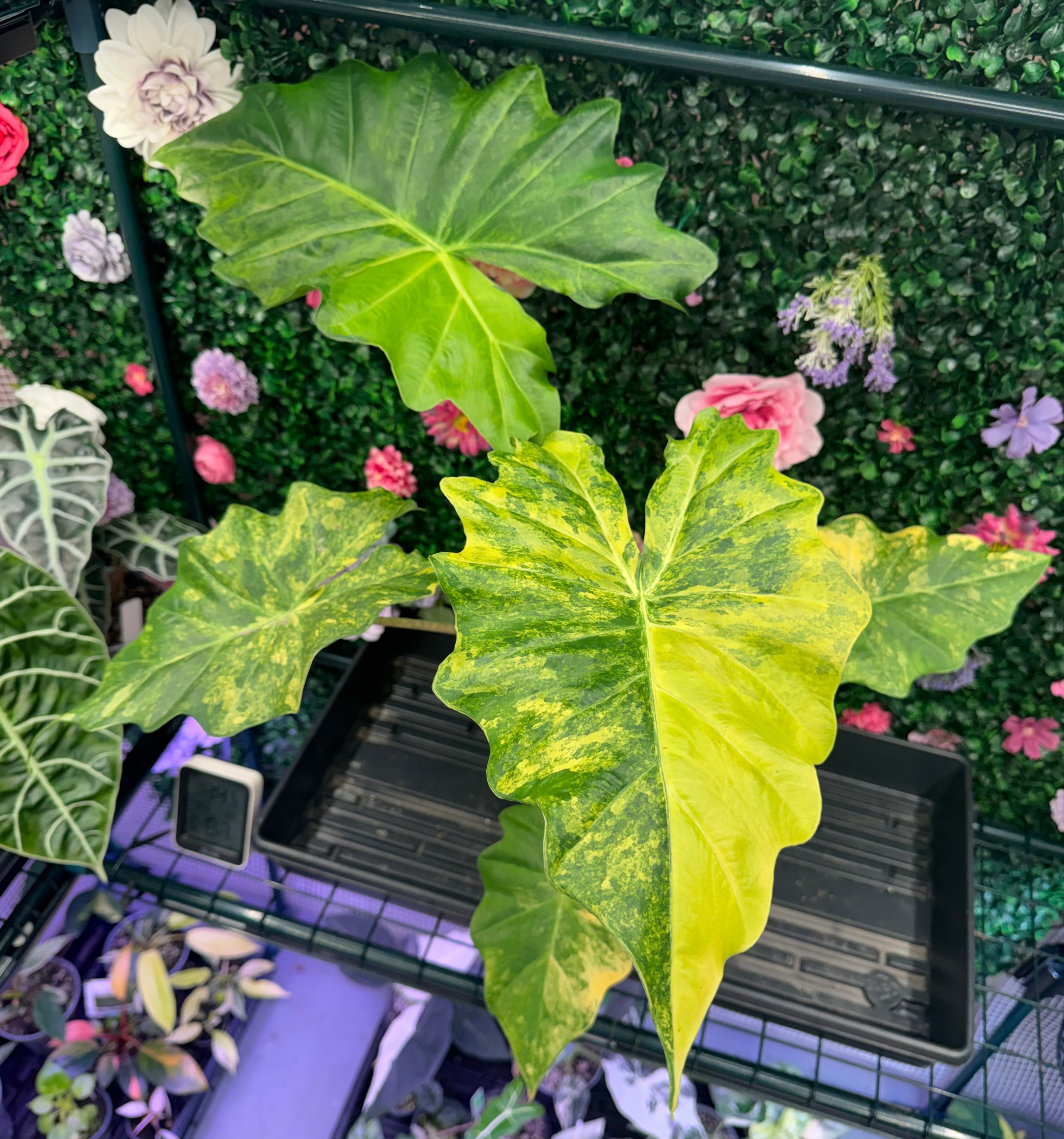 Plants