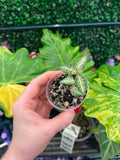 A hand with red painted nails holds a small clear plastic pot containing a variegated green and white succulent plant, set against a background of large green and yellow houseplant leaves.