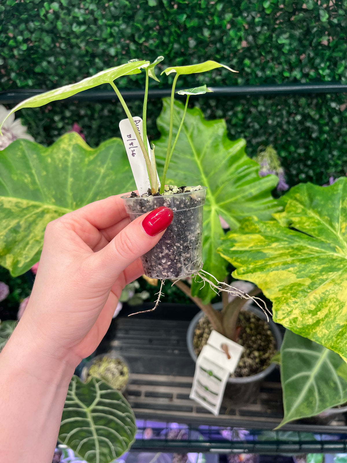 A hand holding a variegated green and white alocasia plant, with roots showing with other tropical foliage and a green hedge background.