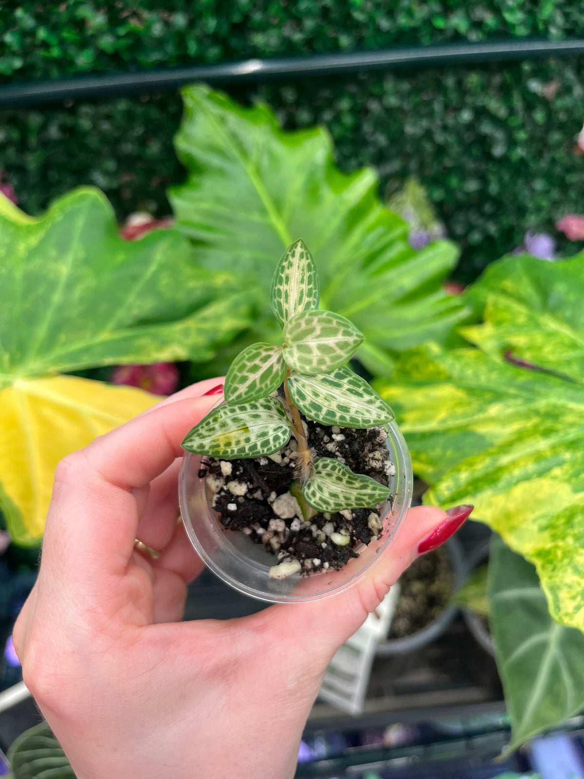 A hand with red painted nails holds a small clear plastic pot containing a variegated green and white succulent plant, set against a background of large green and yellow houseplant leaves.