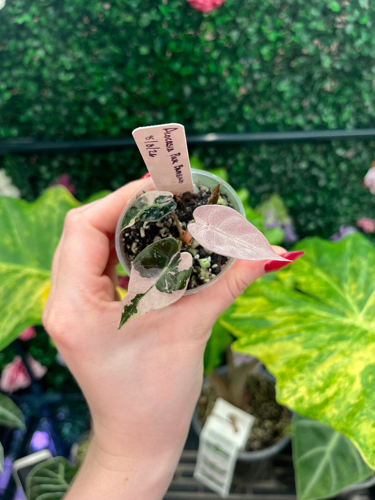 A hand holds a small potted Calathea Osmunda variegated plant in a clear plastic pot with a handwritten paper tag, set against a background of green foliage.