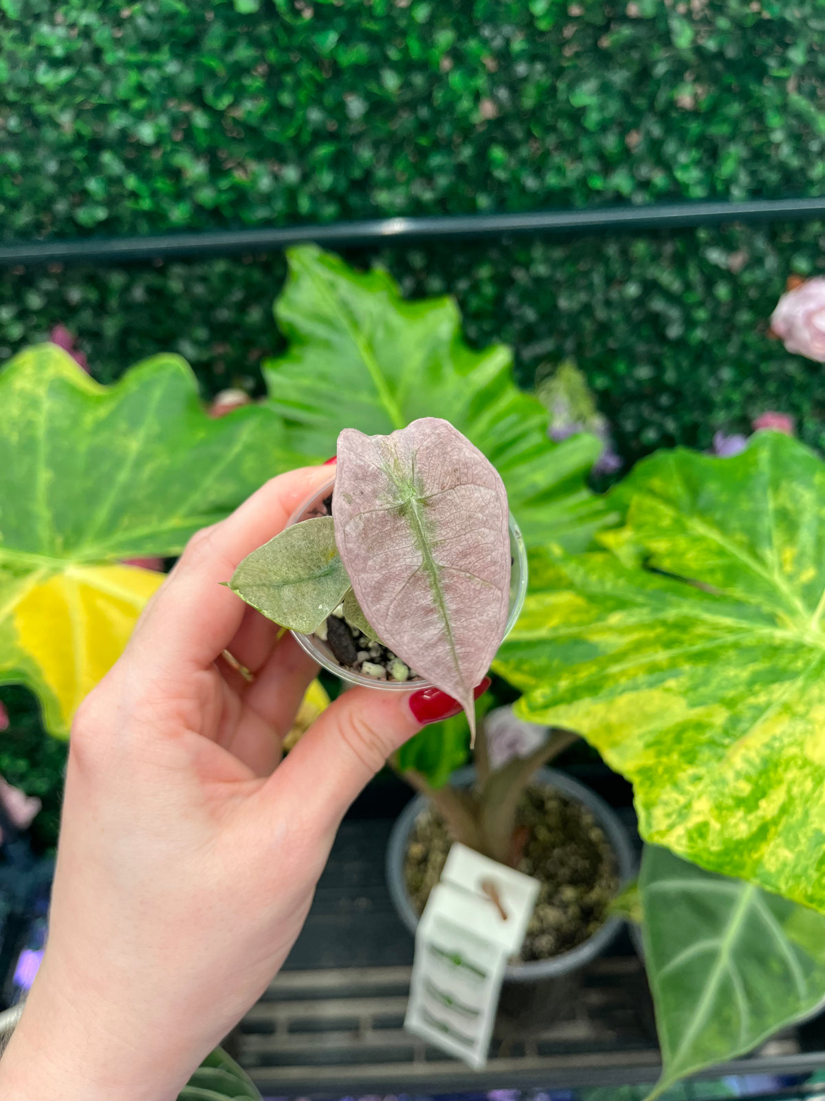 A hand holds a small potted variegated plant with a dusty pink leaf in front of a green leafy background.