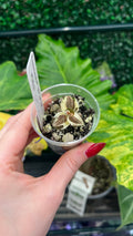A hand with red nail polish holds a small clear plastic cup containing a potted  plant with a white identification tag, set against a background of green tropical houseplants.