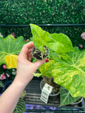 A hand holds a small potted Alocasia plant with variegated green and yellow leaves, set against a background of a green hedge and other potted plants.