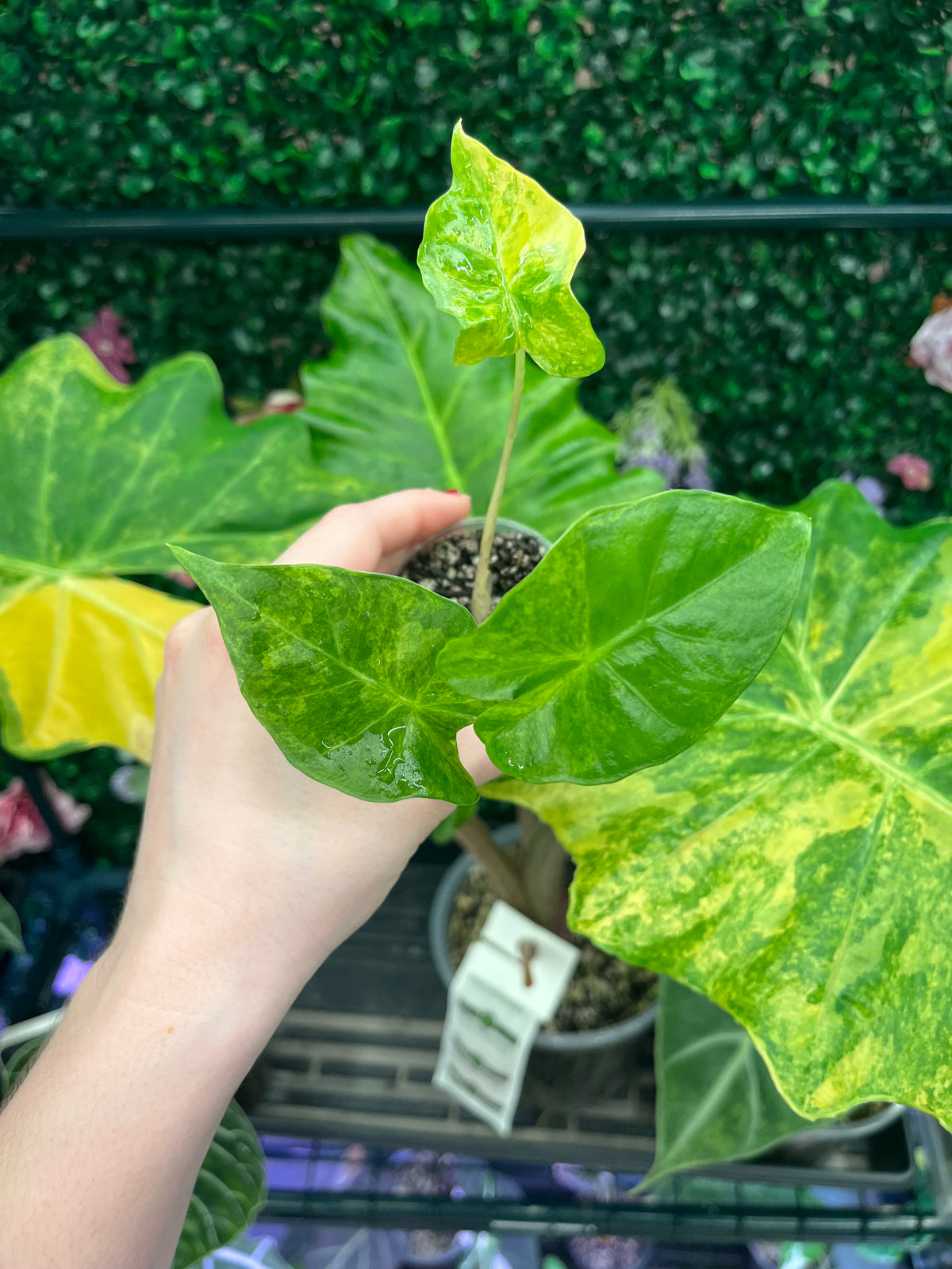 A potted variegated Alocasia plant with large green and yellow leaves, held by a person's hand in front of a green foliage background.