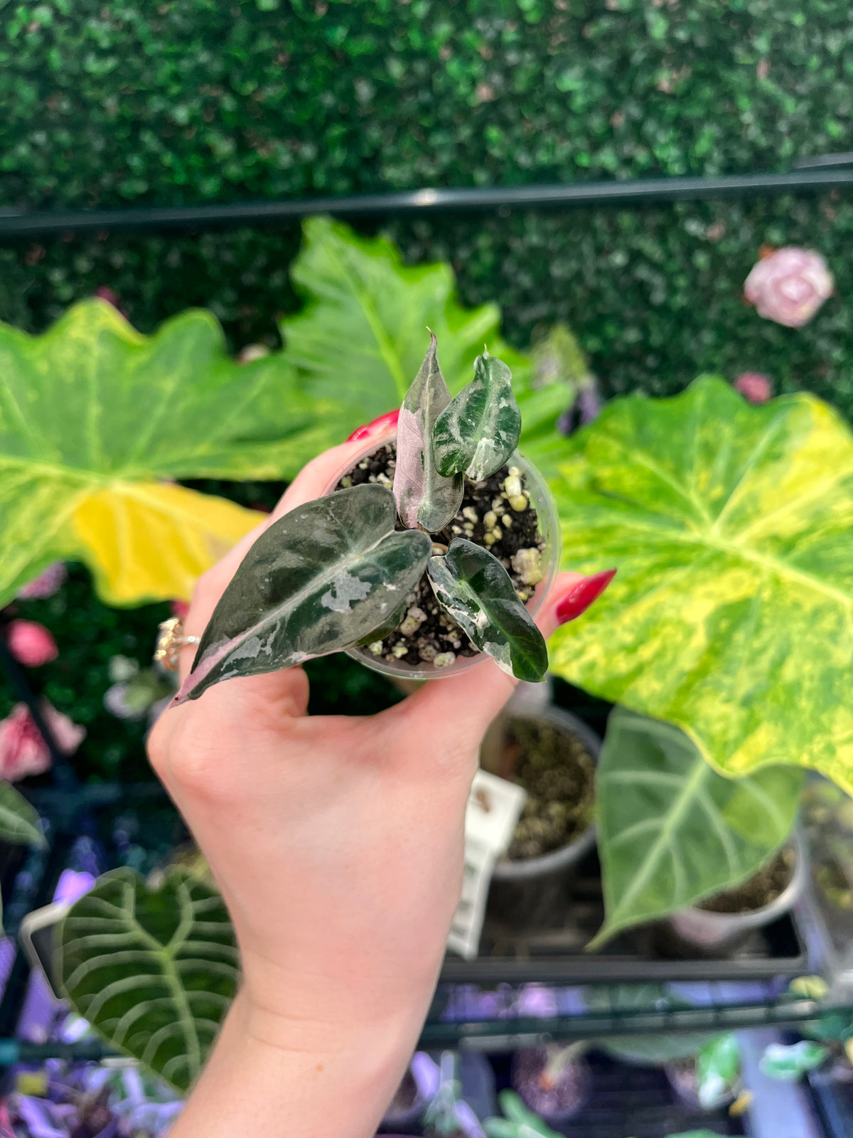 A hand holding a small potted variegated Alocasia plant with dark green and white marbled leaves, set against a background of larger green and yellow variegated Alocasia leaves.