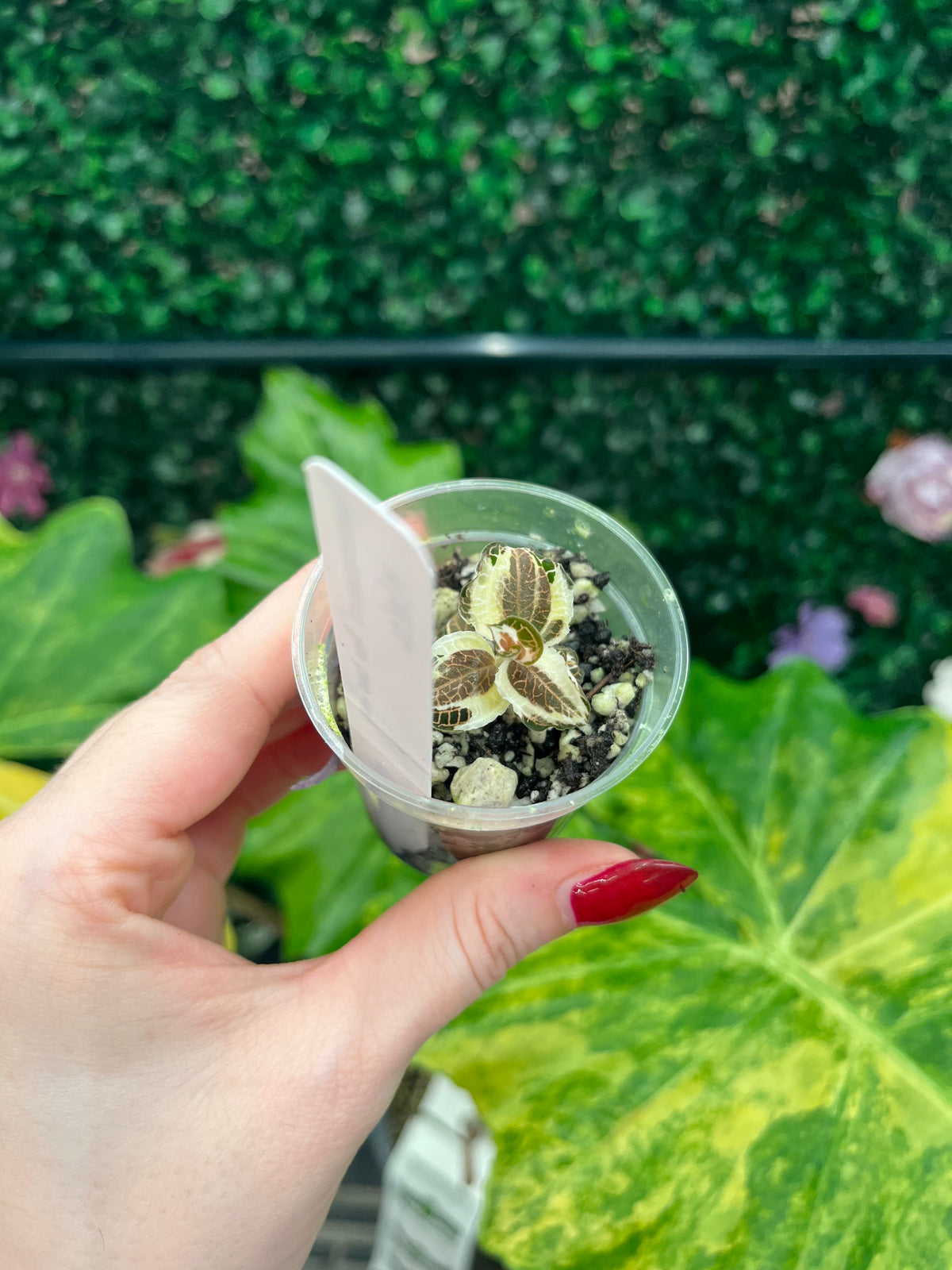 A hand with red nail polish holds a small clear plastic cup containing a tiny striped green and tan plant in soil, with a white label insert. The background shows a green artificial hedge and large green variegated leaves.