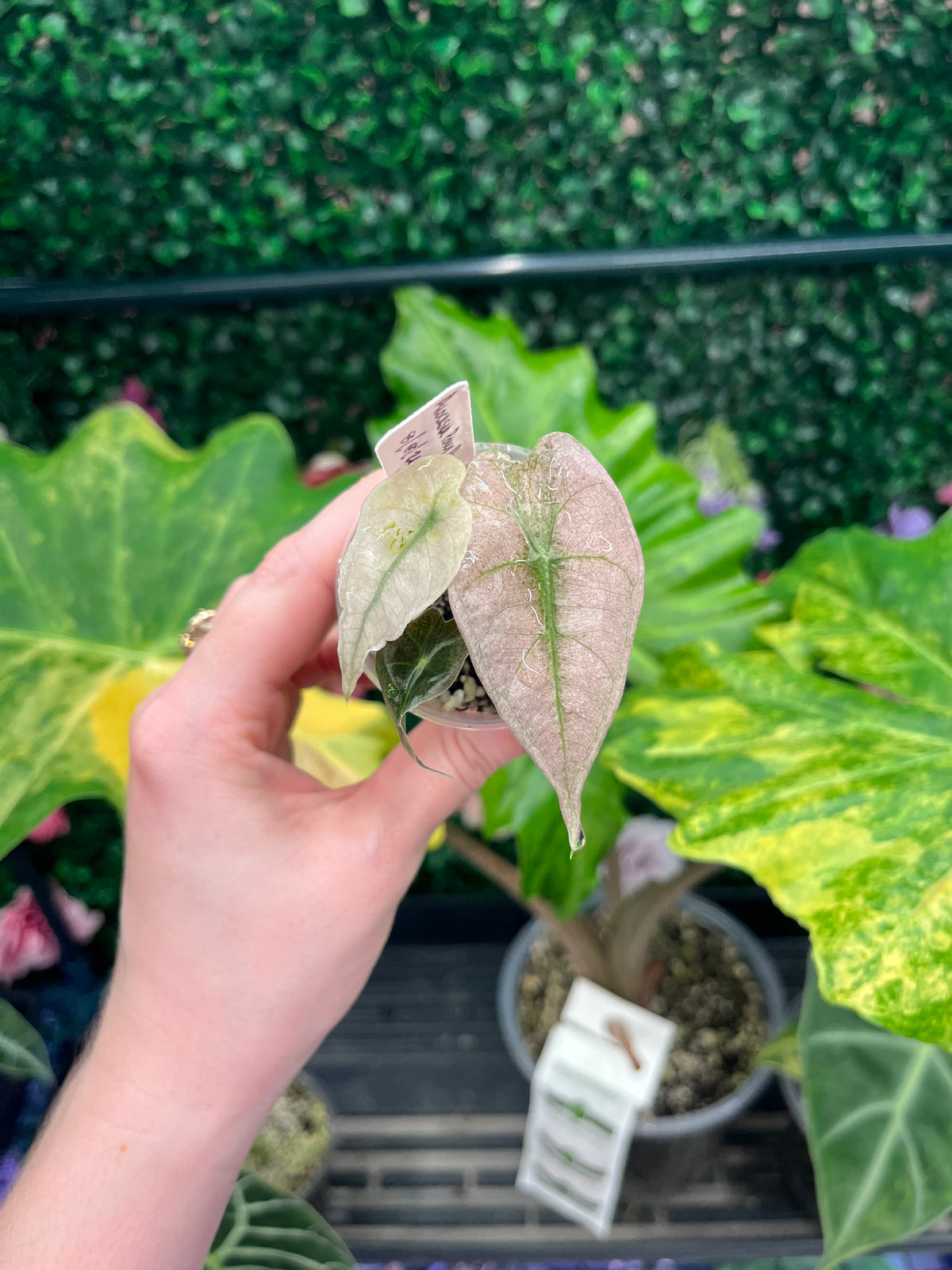 A hand holding a small potted variegated  plant, showing its pale pinkish-green leaves with green veining, against a background of other green houseplants.