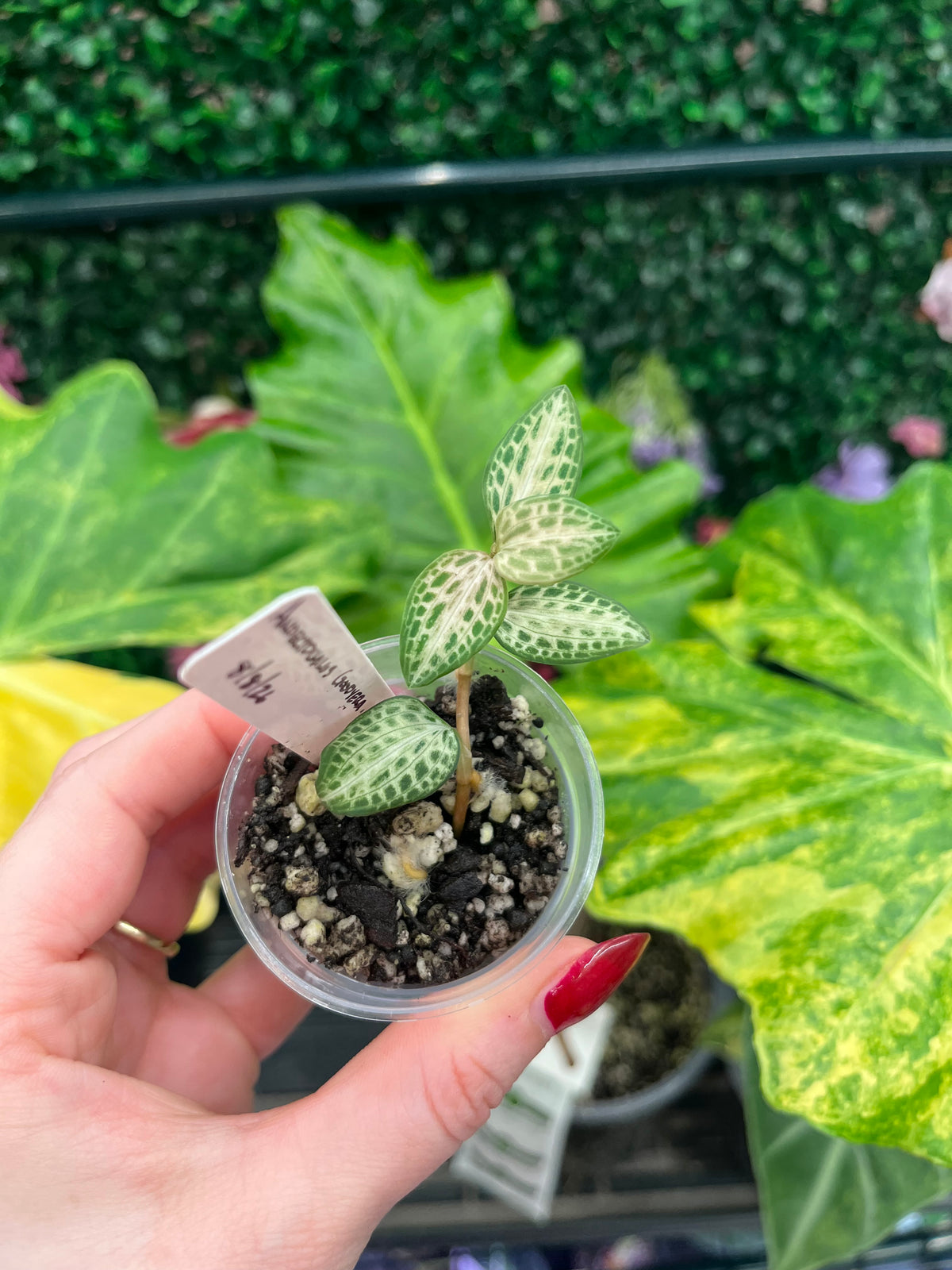 A hand with red painted nails holds a small clear plastic pot containing a variegated green and white succulent plant, set against a background of large green and yellow houseplant leaves.