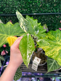 A hand holding a variegated green and white Alocasia plant, with other tropical foliage and a green hedge background.