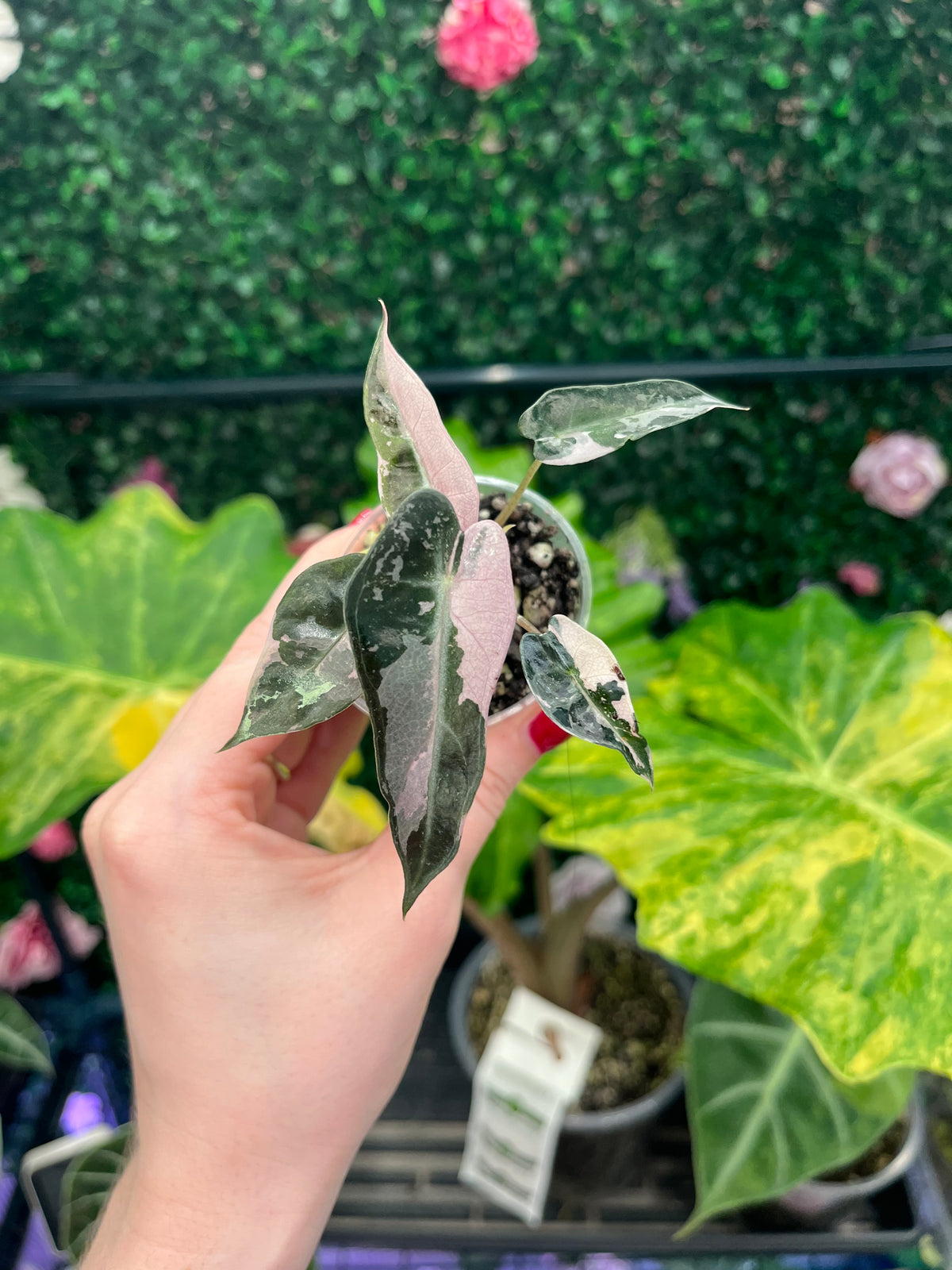 A hand holding a small potted variegated houseplant with pink, green, and white leaves, set against a background of other green plants and a faux hedge wall.