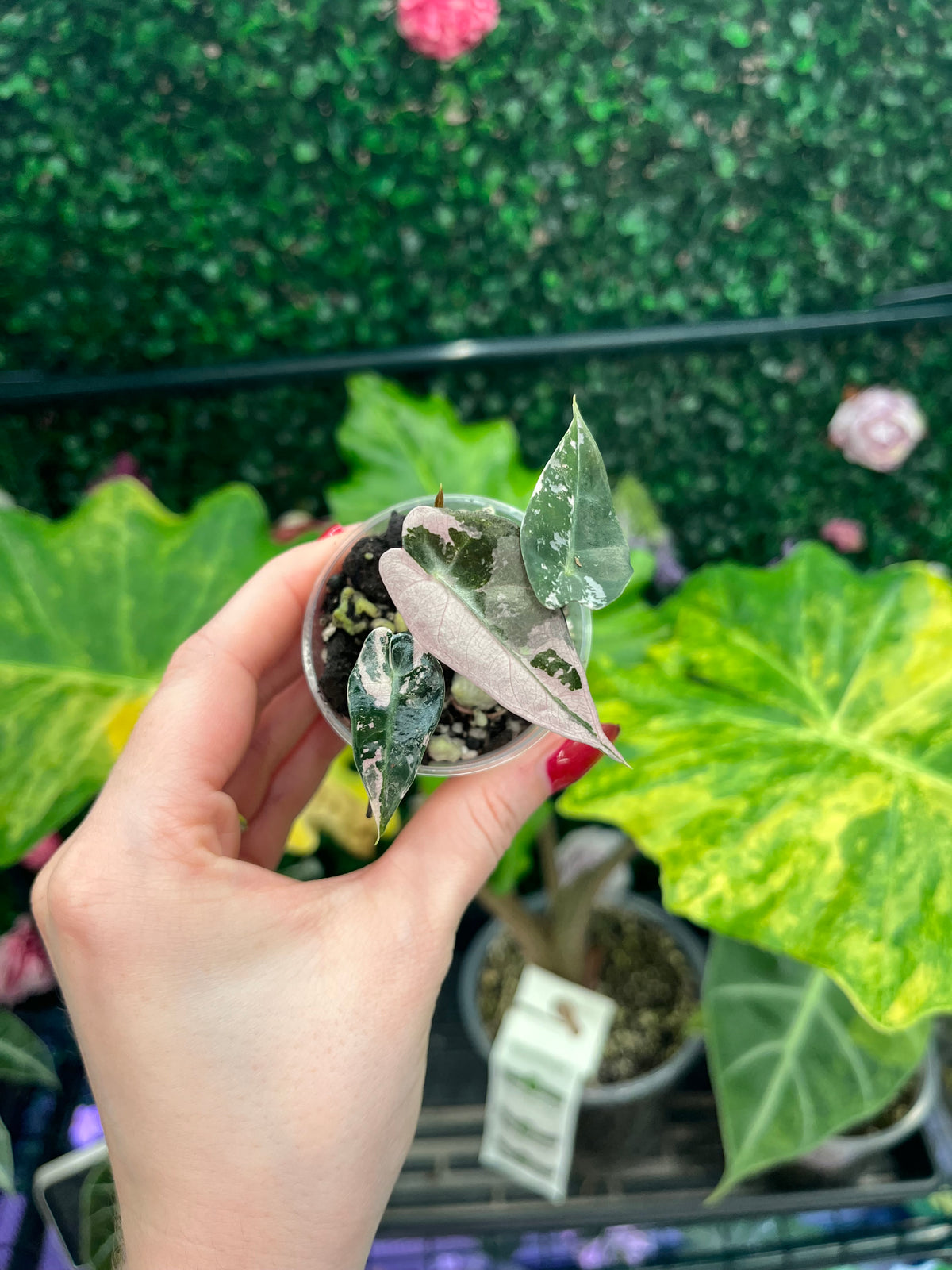 A hand with red nail polish holds a small potted variegated plant with green and pale pink leaves, set against a background of lush green houseplants.