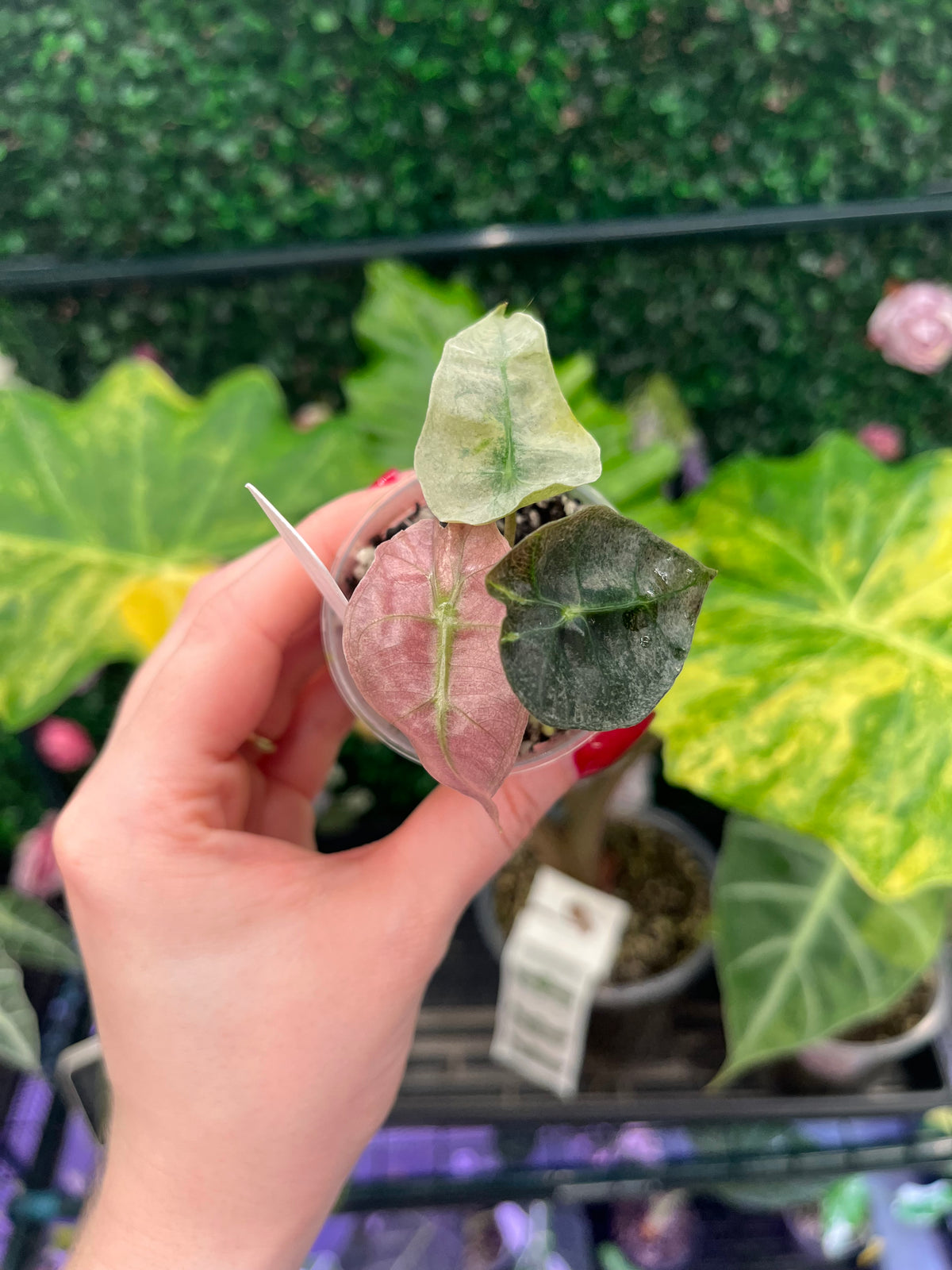 A hand holding a small potted Alocasia plant with variegated green and pink leaves, set against a background of other potted plants and a green wall.