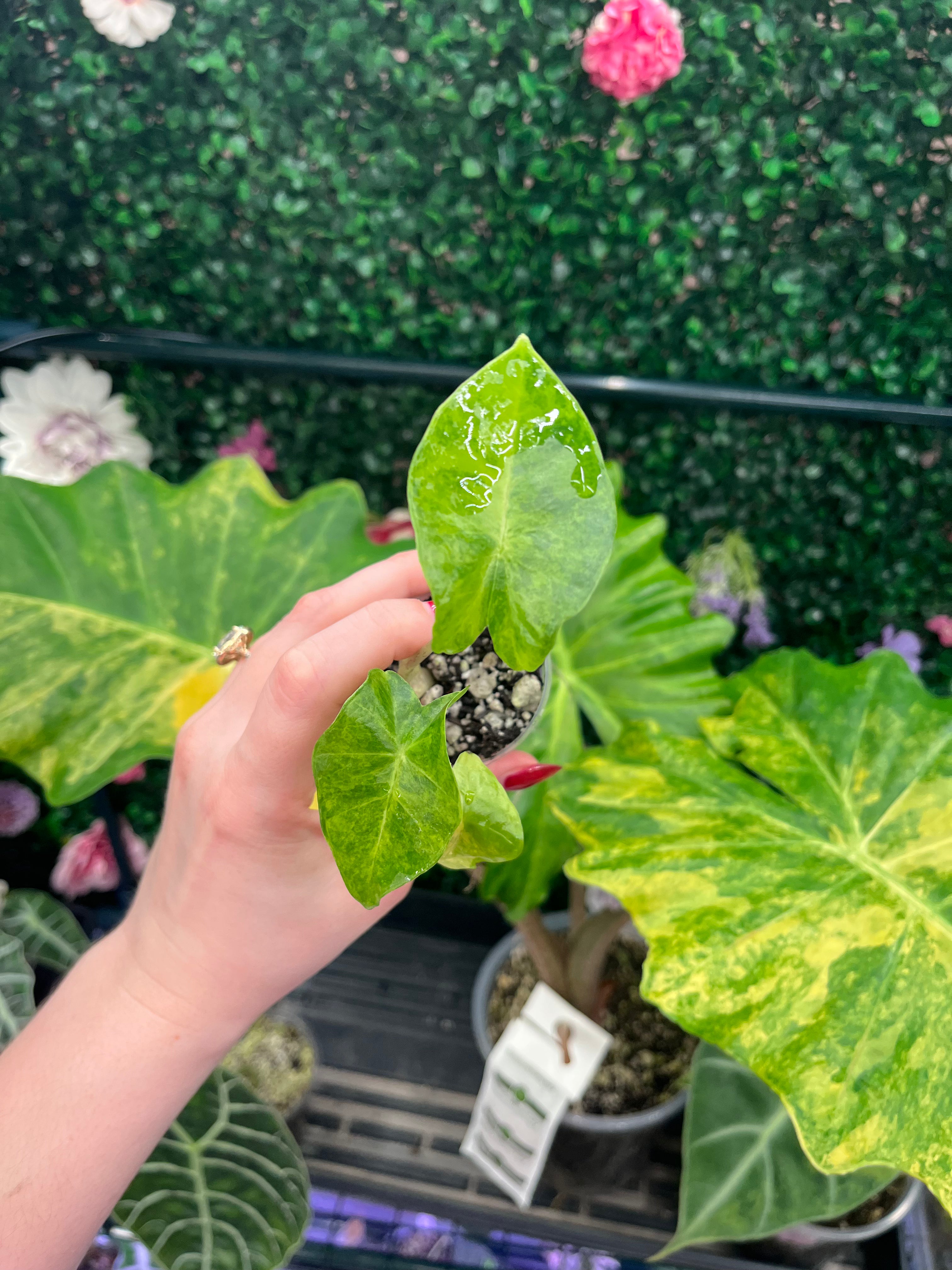 A potted variegated Alocasia plant with large green and yellow leaves, held by a person's hand in front of a green foliage background.