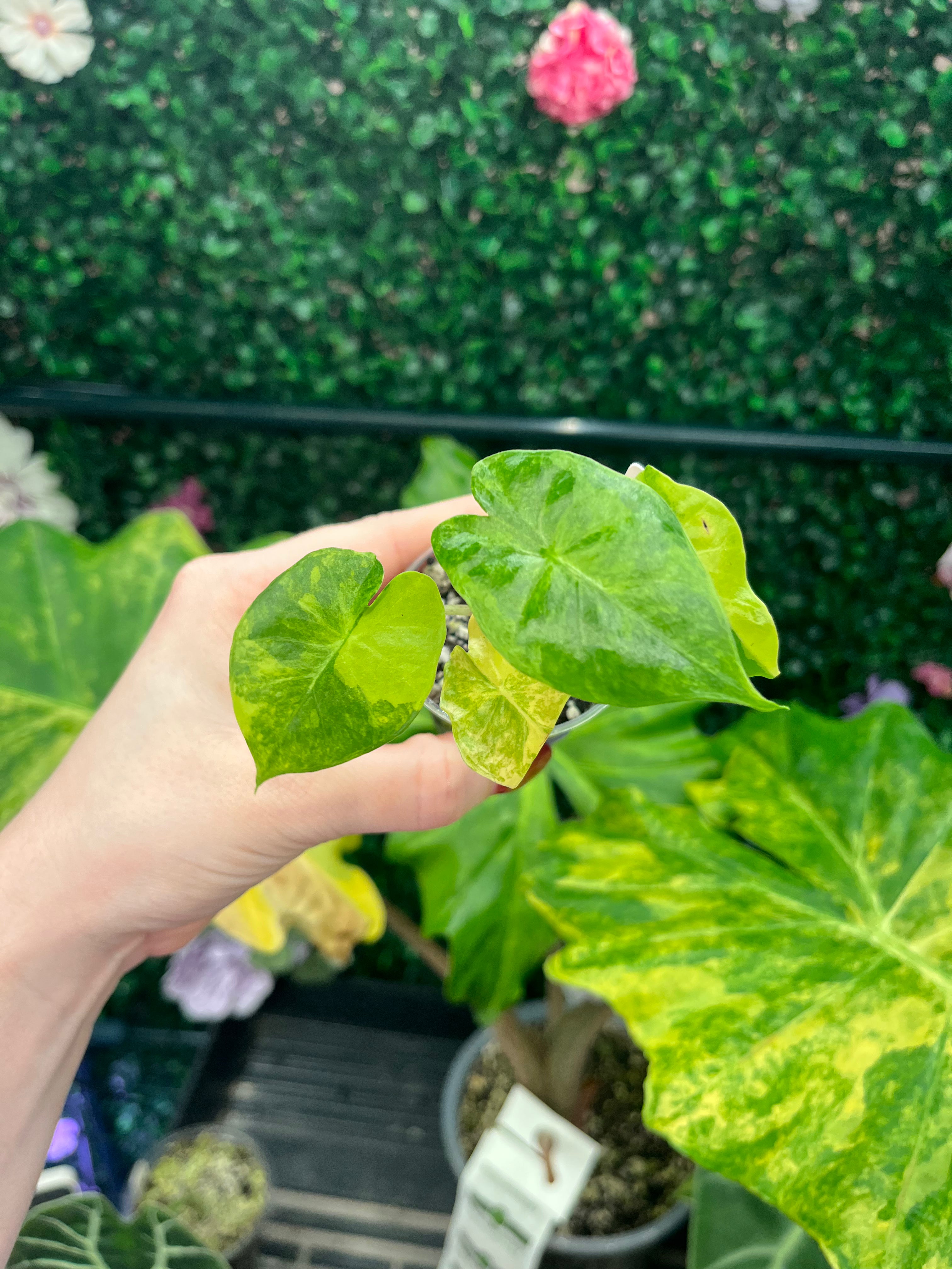 A potted variegated Alocasia plant with large green and yellow leaves, held by a person's hand in front of a green foliage background.