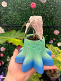 2" Octopus Pot