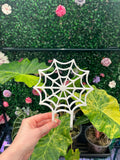 Spiderweb Trellises