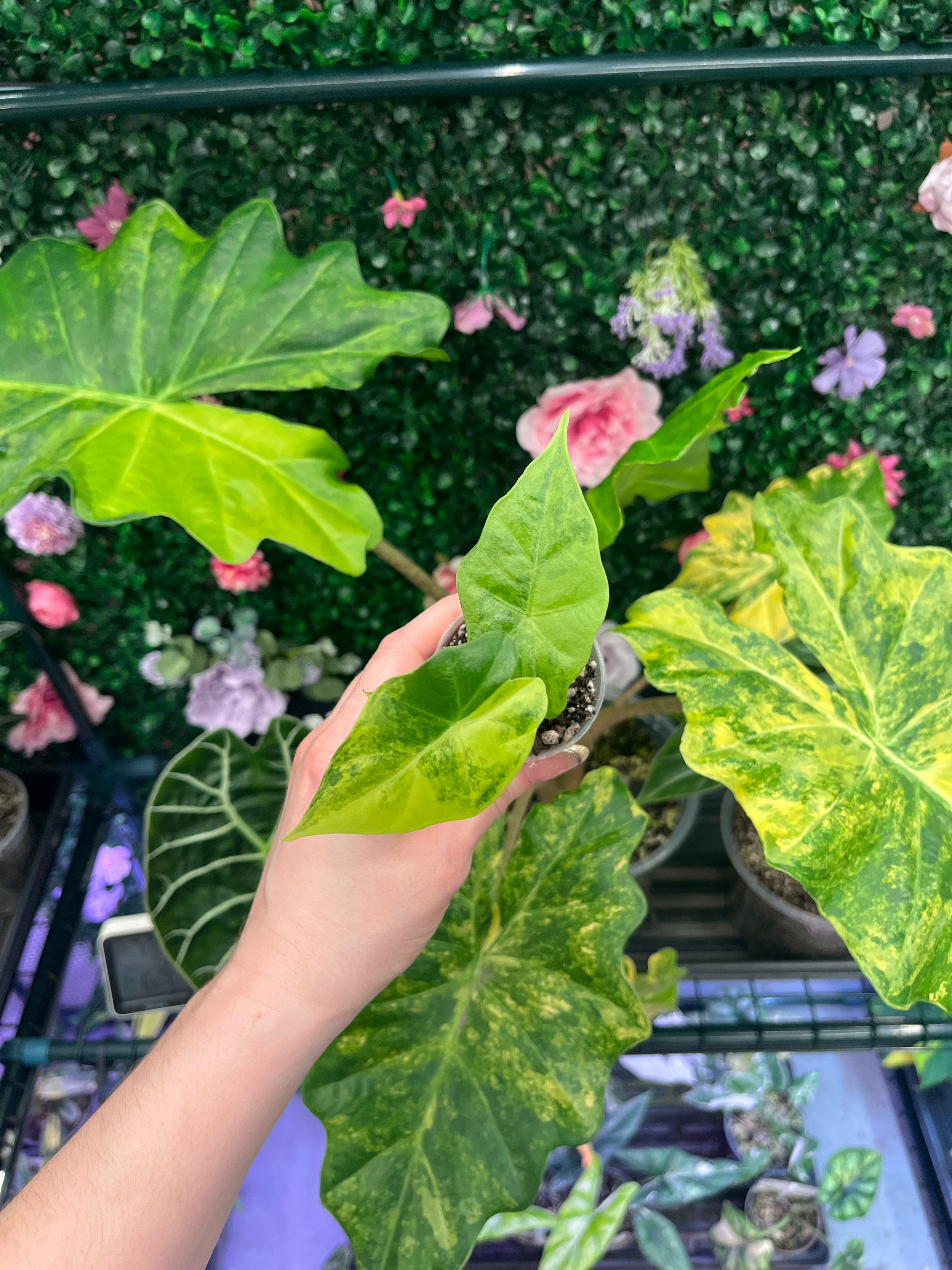 Alocasia Portora Aurea Pup