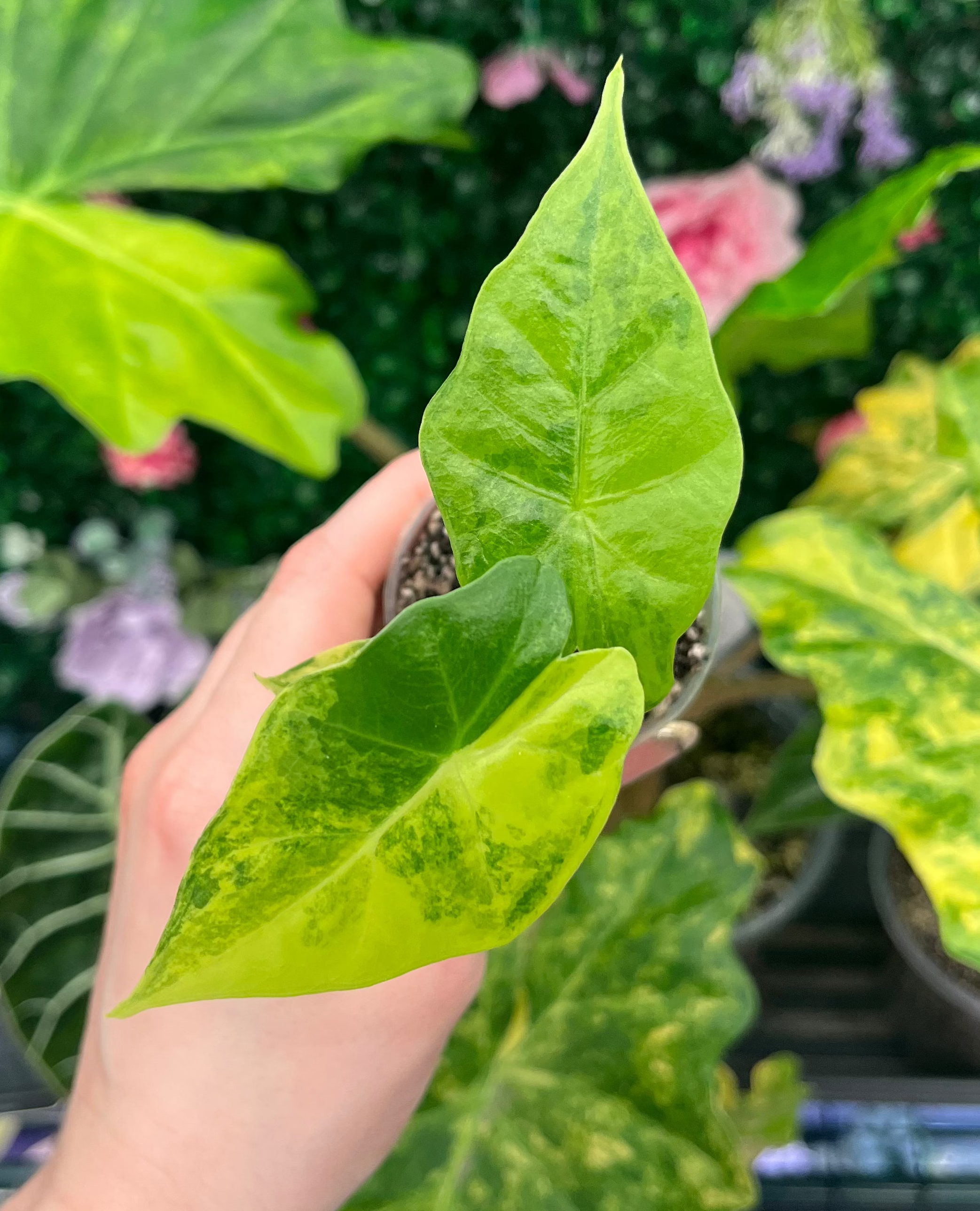 Alocasia Portora Aurea Pup