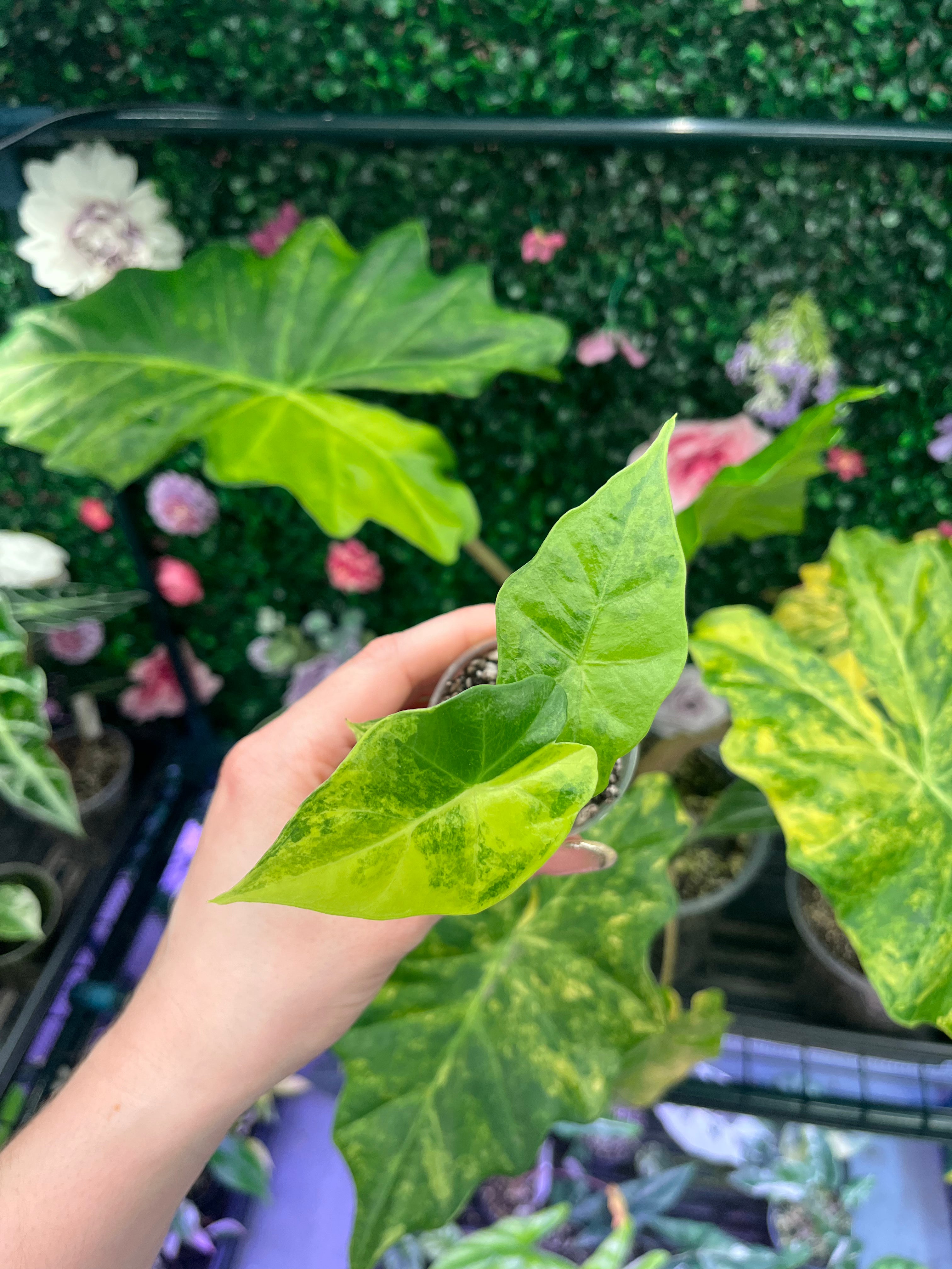 Alocasia Portora Aurea Pup