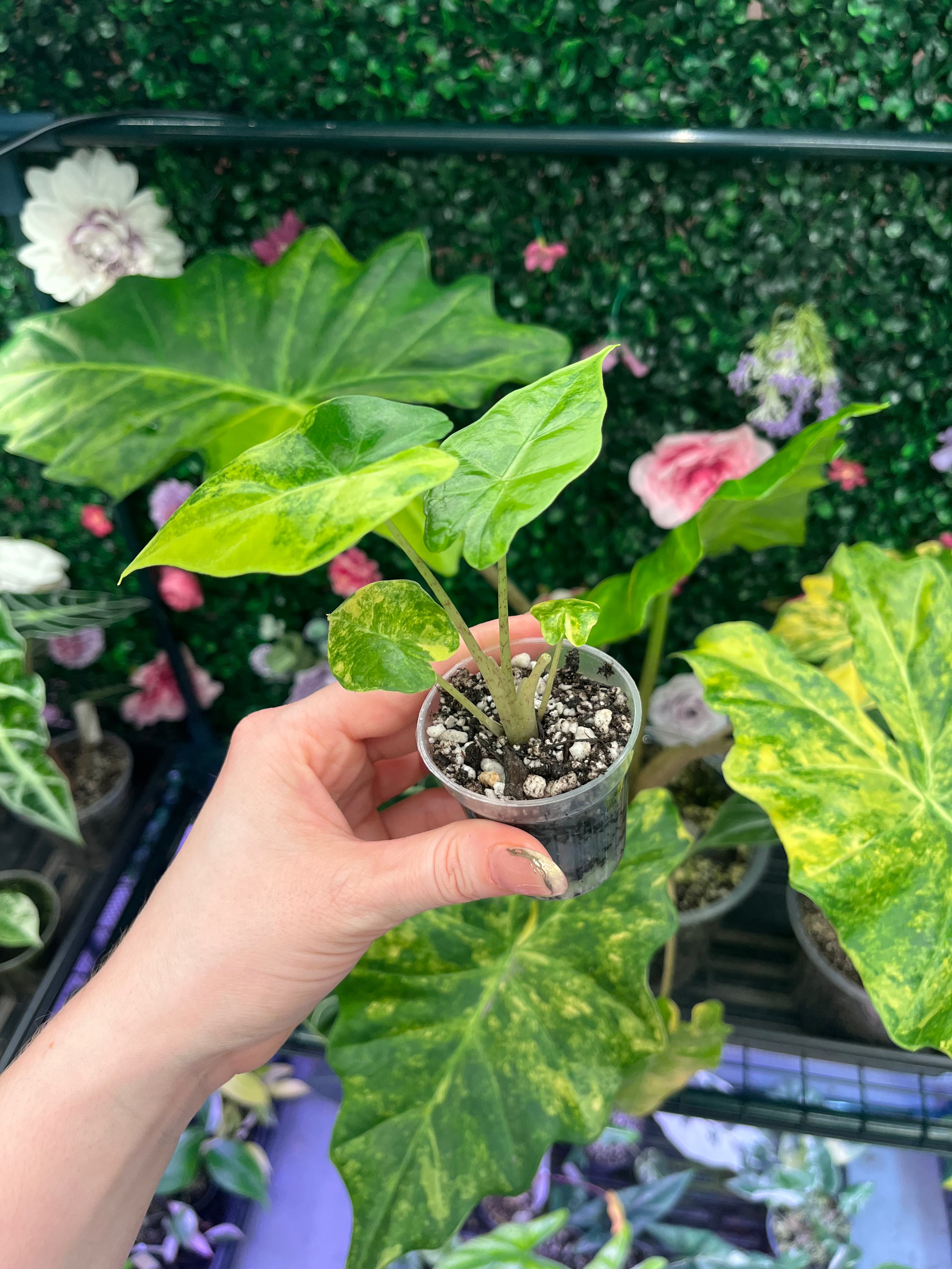 Alocasia Portora Aurea Pup