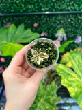 Jewel Orchid -  'Anoectochilus Variegated' Plant (Growers Choice)