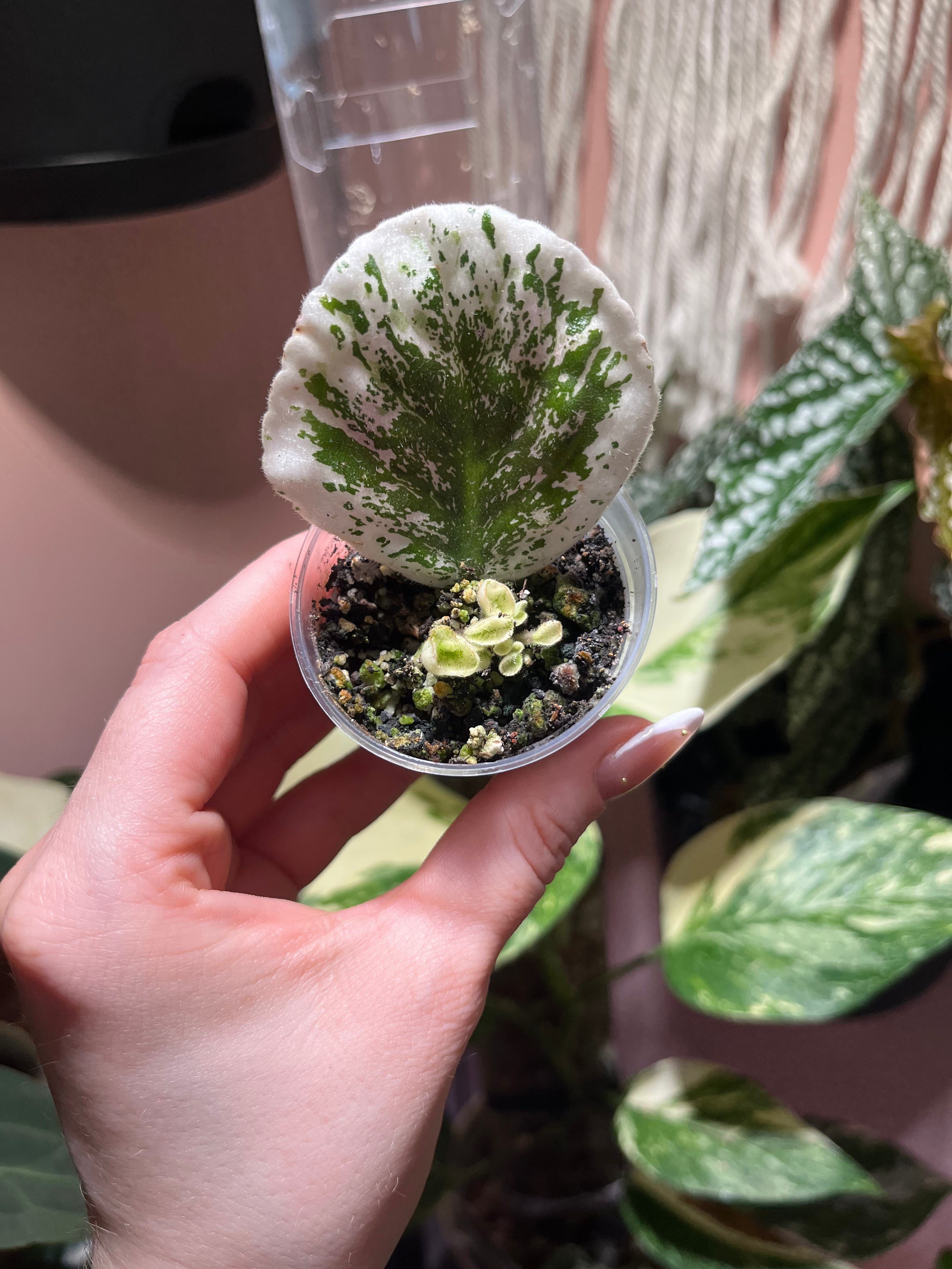 'Playful Kisses' Variegated African Violet Pup Plant
