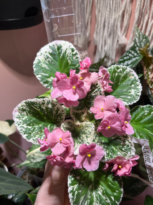 'Playful Kisses' Variegated African Violet Pup Plant