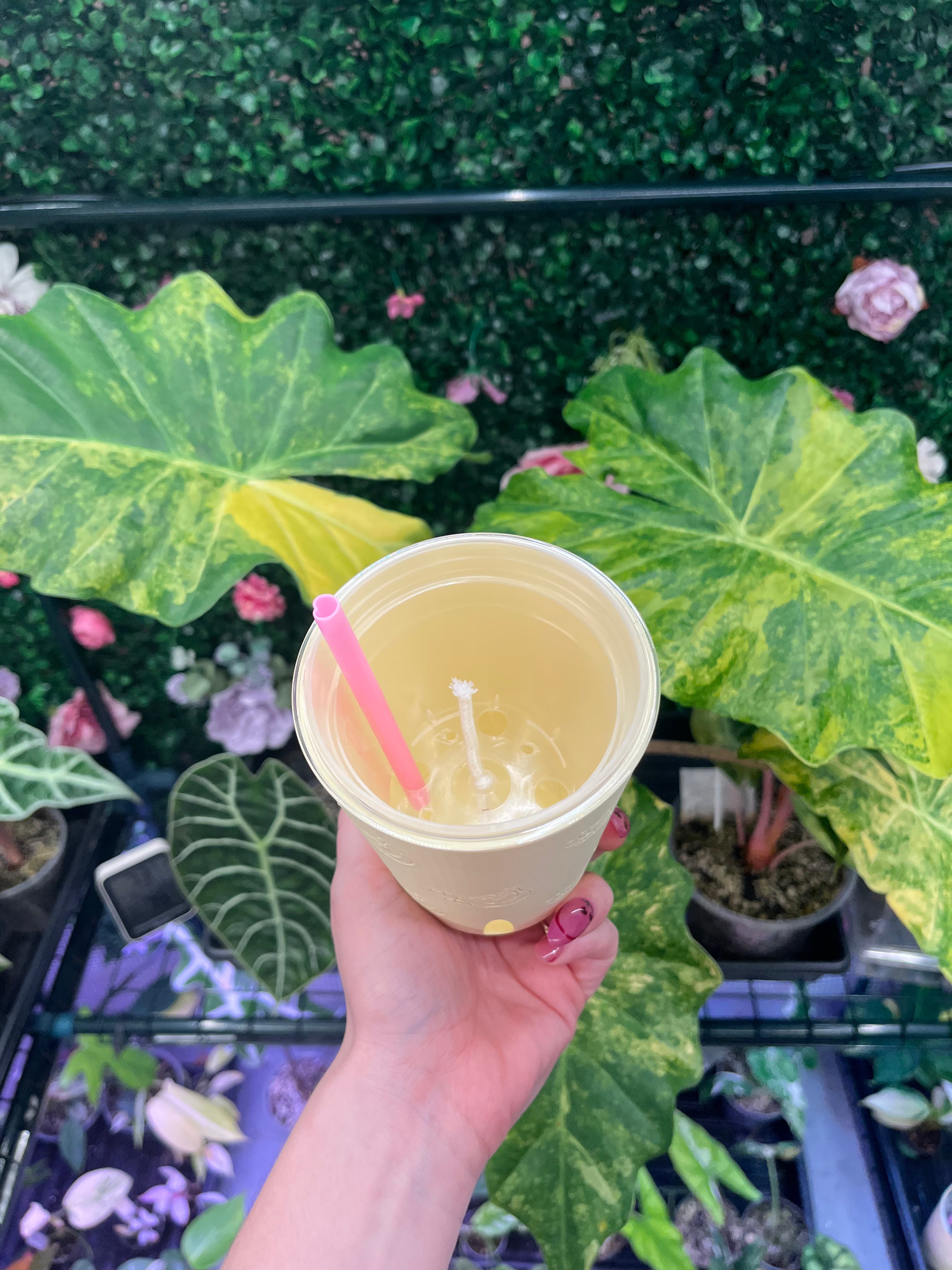 A hand holding a clear plastic cup filled with a pale yellow liquid and a pink straw, set against a background of green tropical houseplants and a greenery wall.