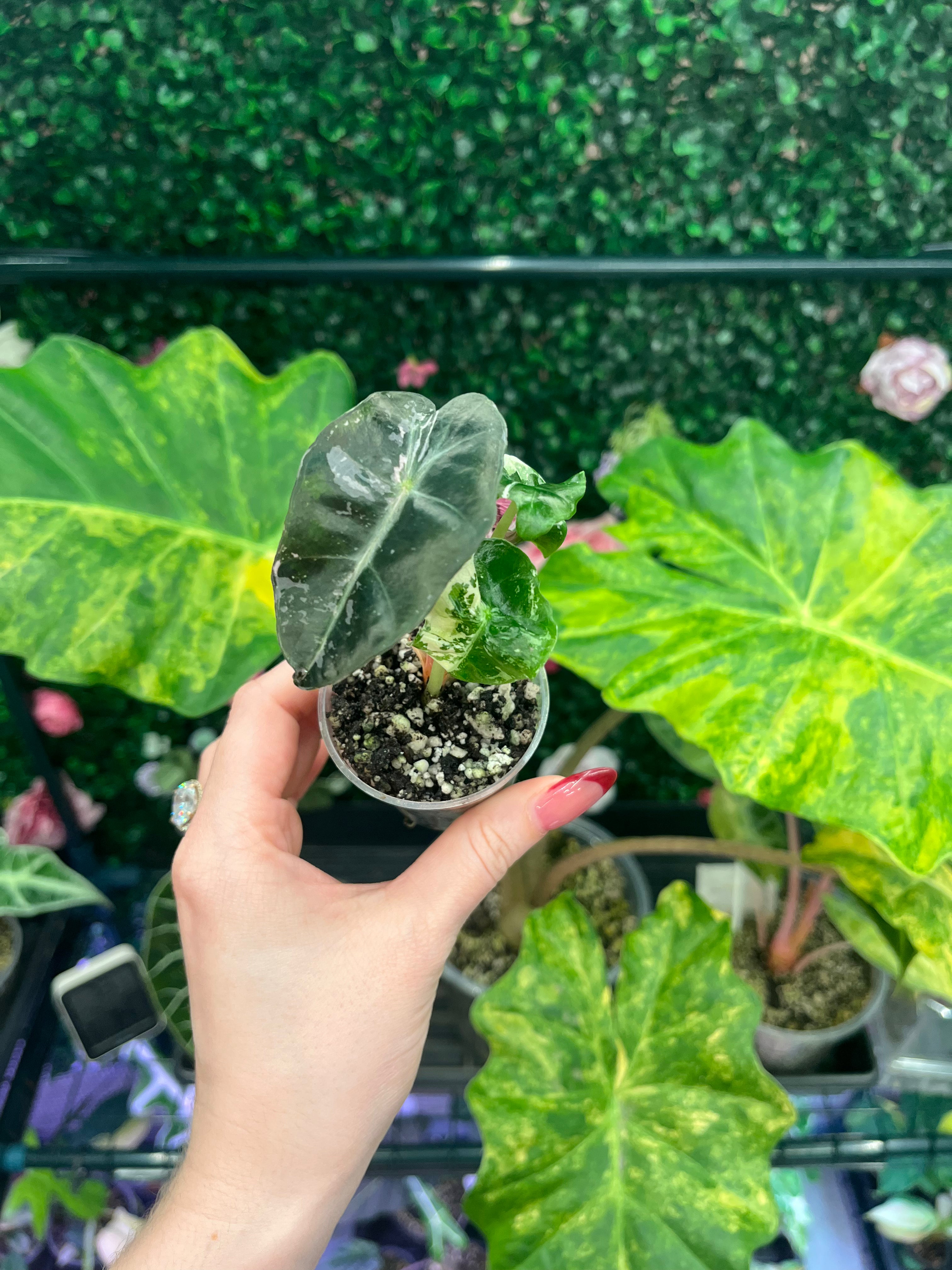 A hand with red nail polish holds a small potted Alocasia plant with a dark green heart-shaped leaf and variegated green and yellow leaves, set against a background of other tropical plants and a green wall.