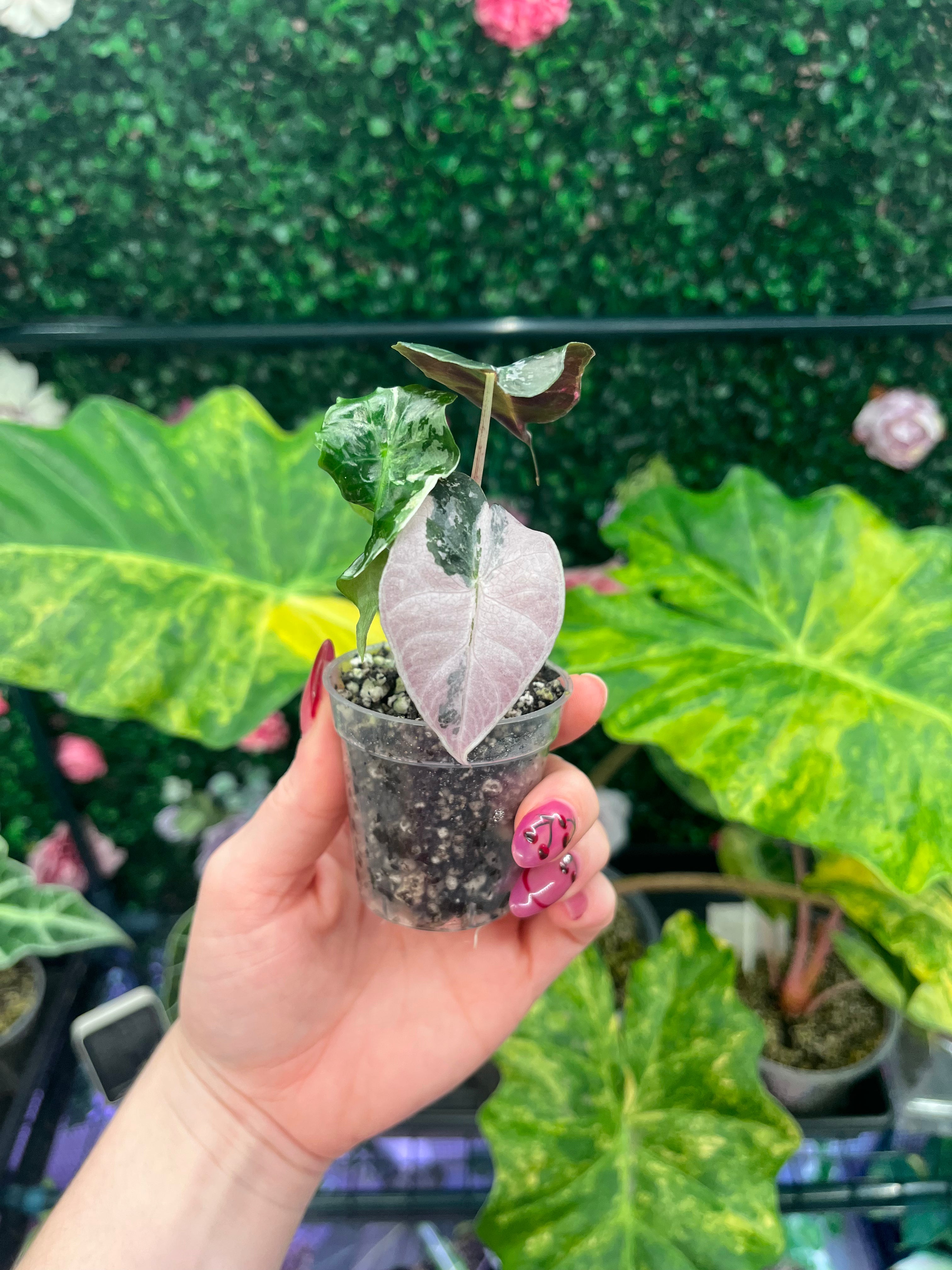 A hand with pink nail art holds a small potted variegated plant with a prominent pale pink and green heart-shaped leaf, set against a background of lush green tropical plants.