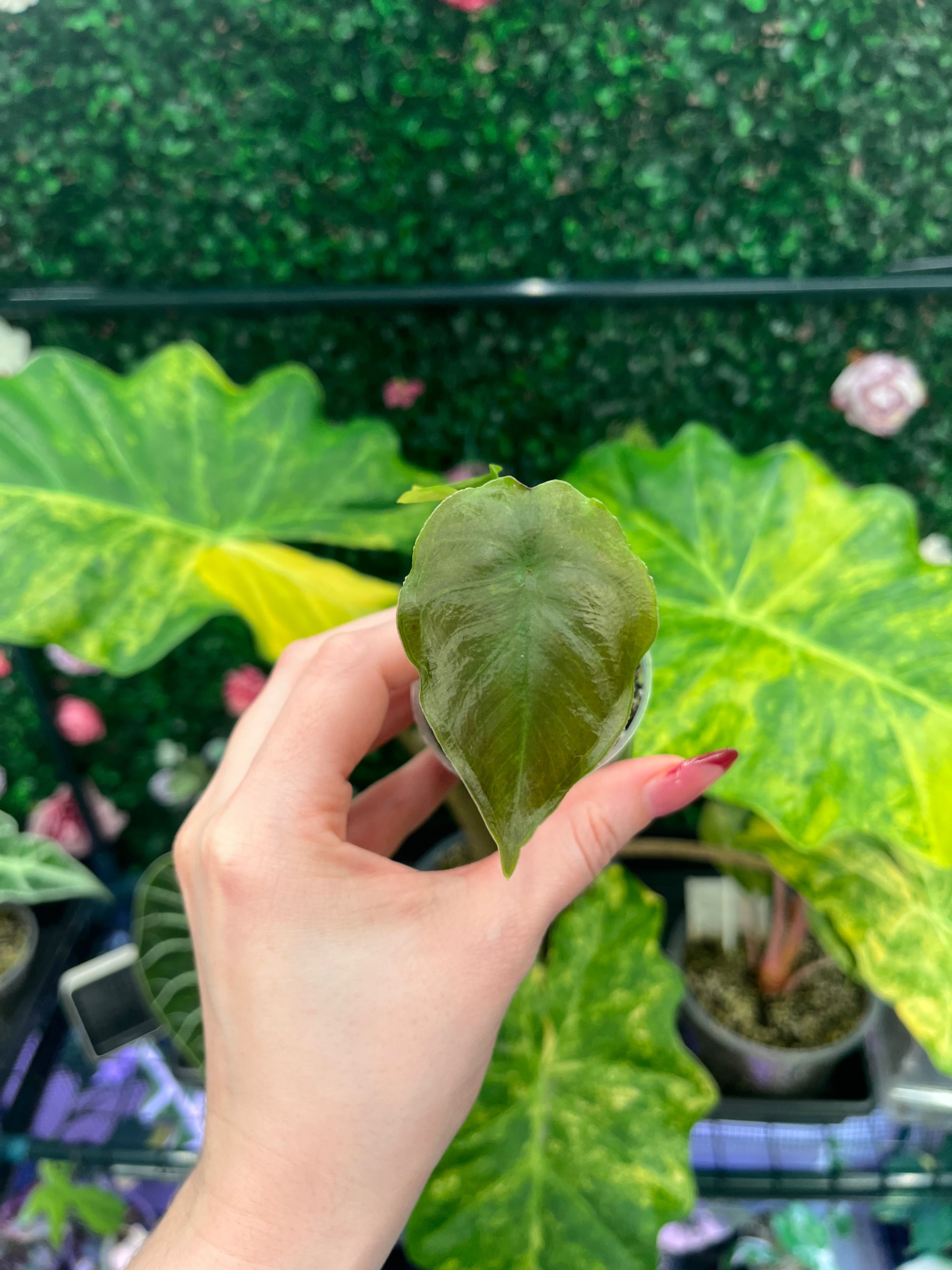 A hand with pink nail polish holds a small green plantlet in front of a background of lush green tropical houseplants, including variegated Alocasia leaves.