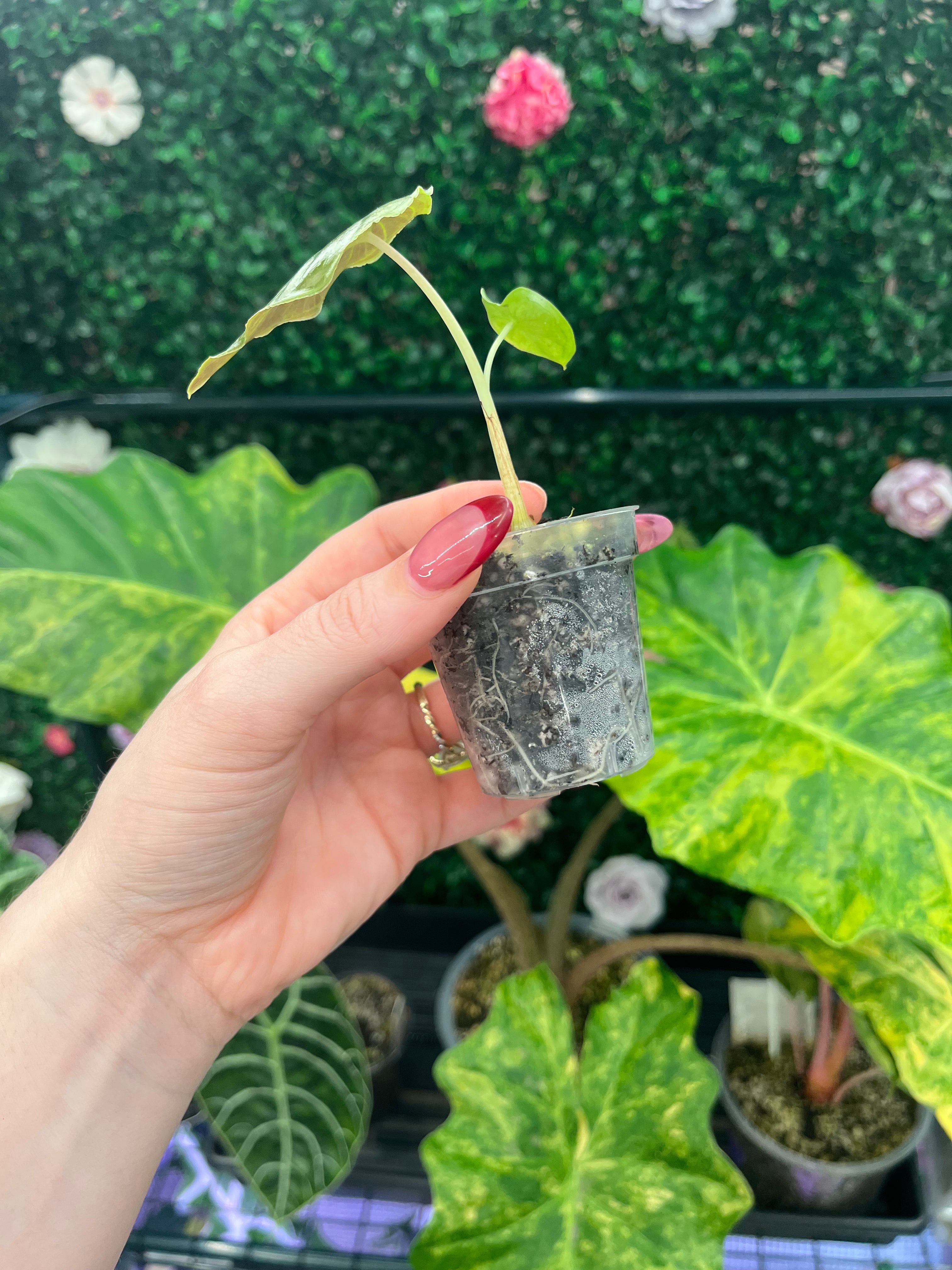A hand with pink nail polish holds a small potted plant with variegated green and yellow leaves, set against a background of other tropical plants and a green artificial hedge.