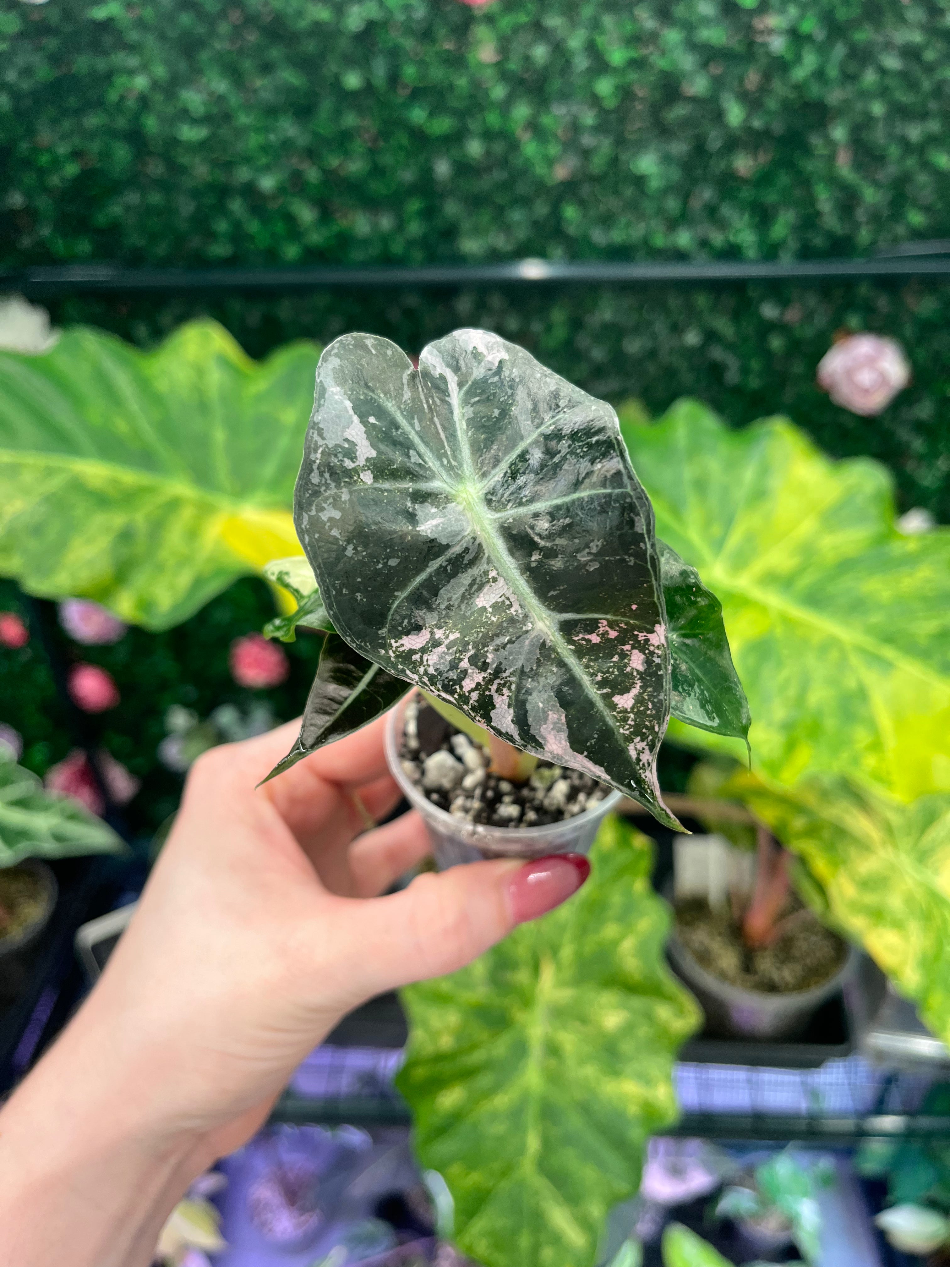 A hand holding a small potted Alocasia plant with variegated green and pinkish leaves, set against a background of other green houseplants.