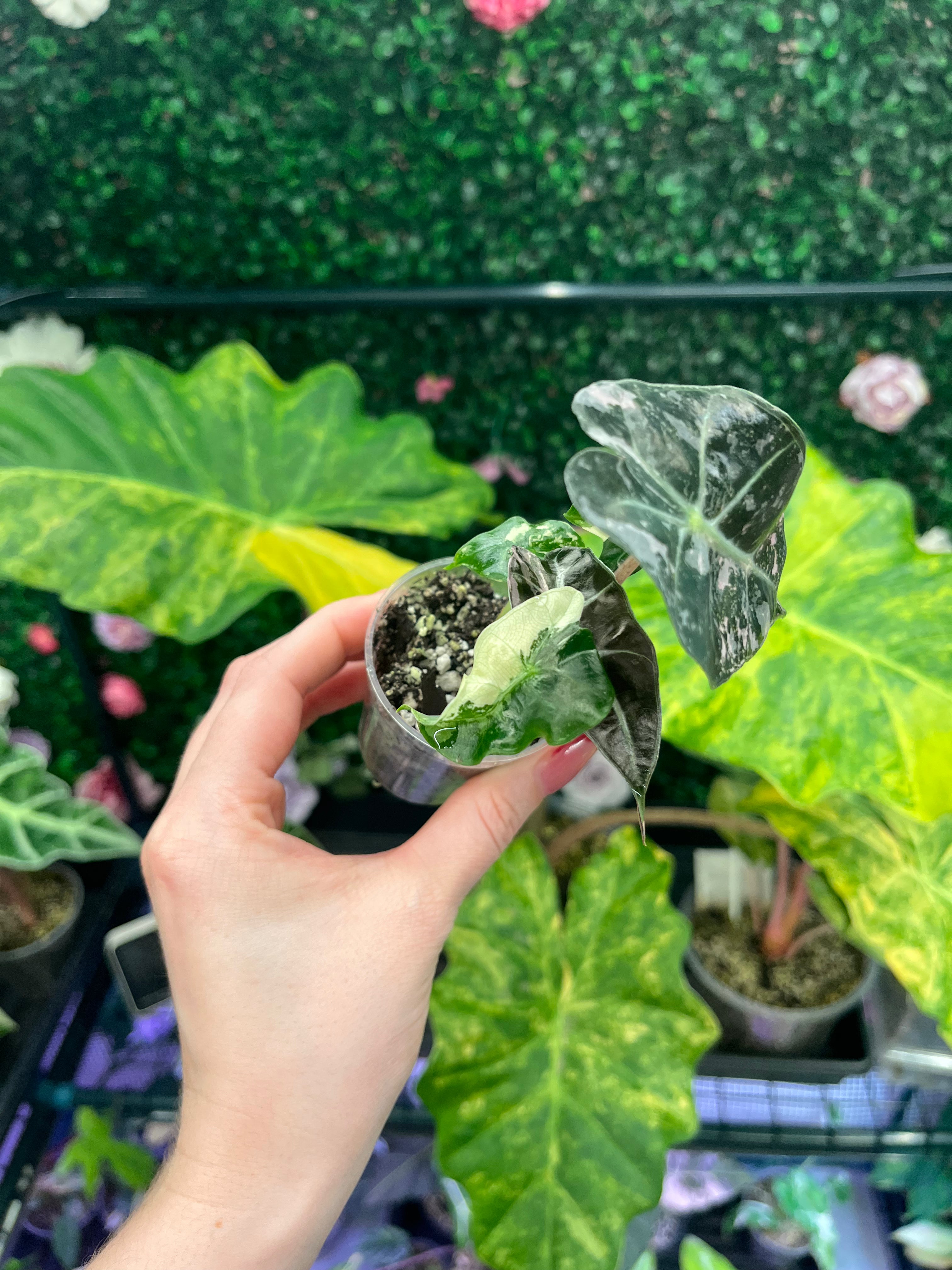A hand holding a small potted variegated Alocasia plant with dark green and white marbled leaves, set against a background of other green houseplants.