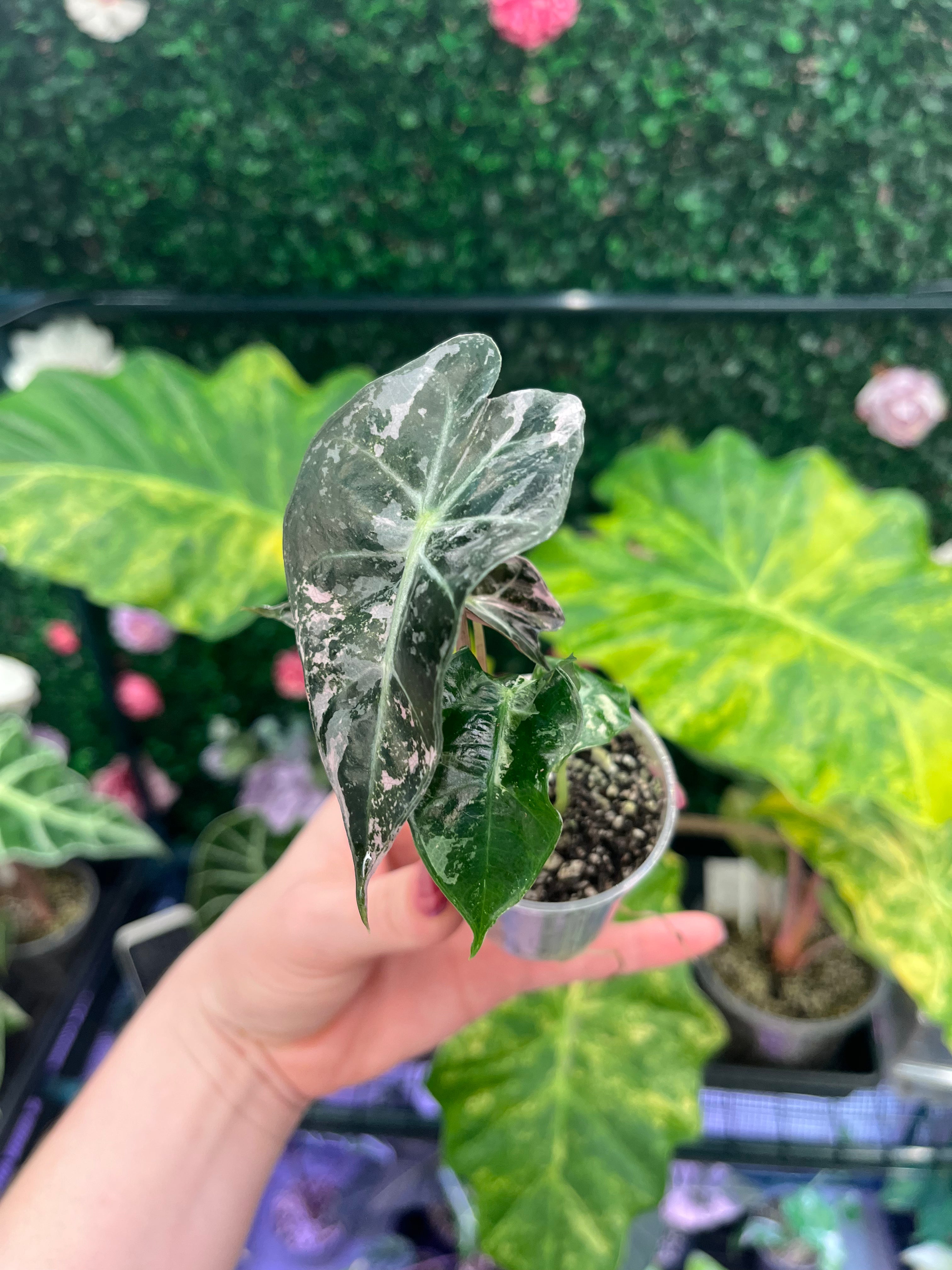 A hand holding a small potted Alocasia plant with variegated green and white leaves, set against a background of other tropical plants and a green foliage wall.