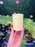 2' Banana 3D pot