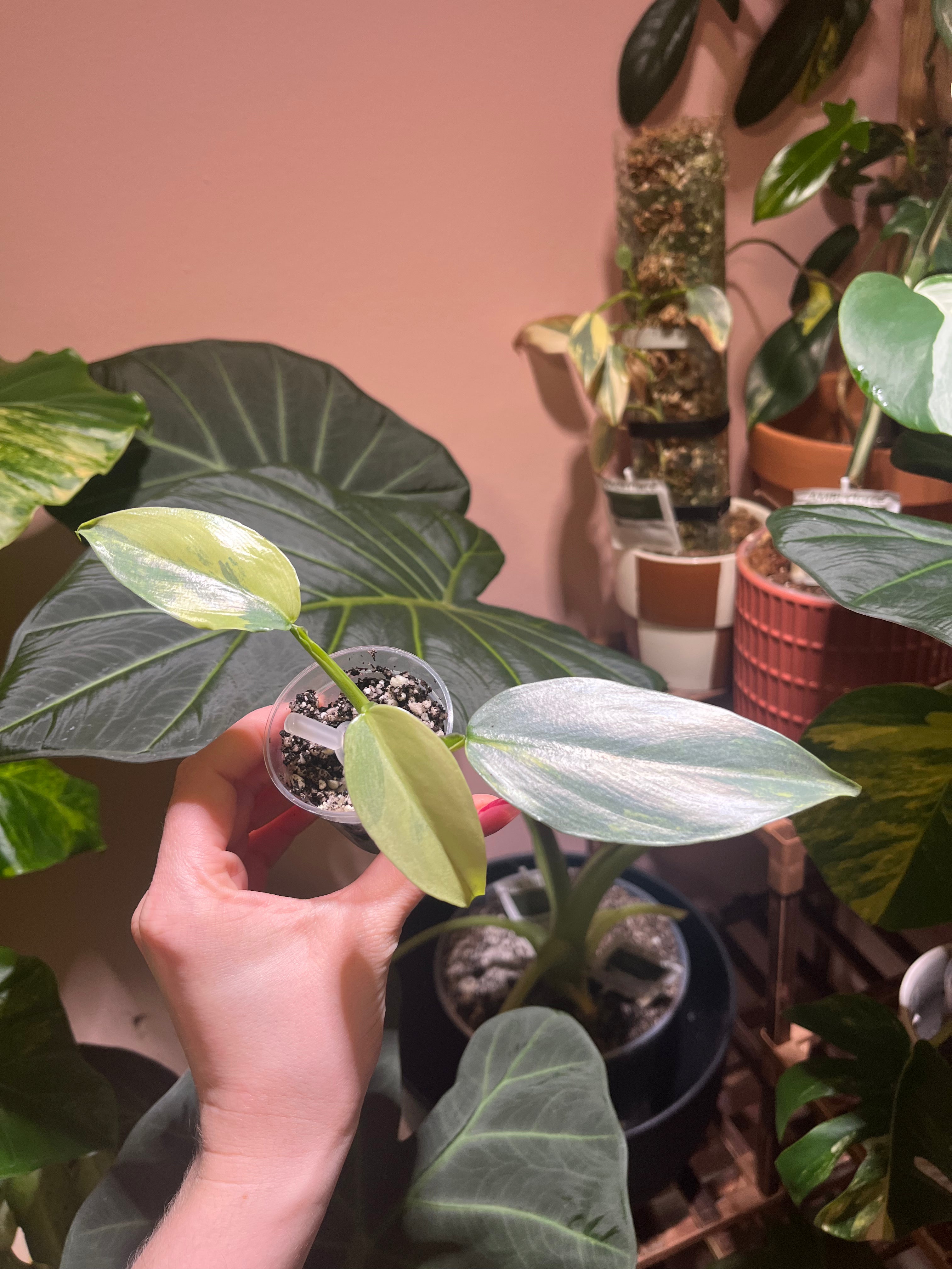 A hand holding a small potted variegated plant with light green and white variegated leaves, surrounded by other houseplants in a warm indoor setting.