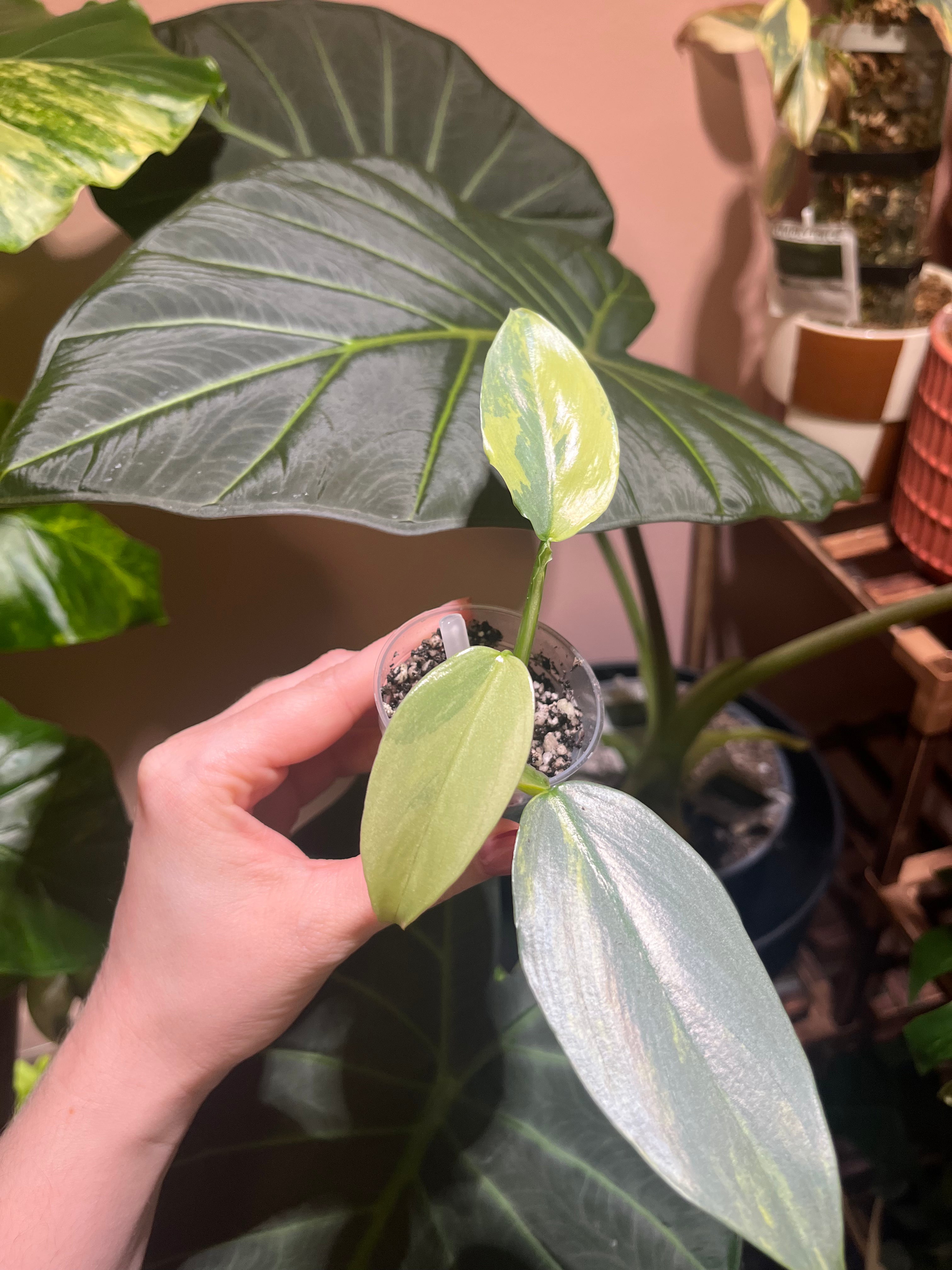 A hand holds a small potted variegated plant with light green and yellow variegated leaves, set against a background of larger dark green houseplants.