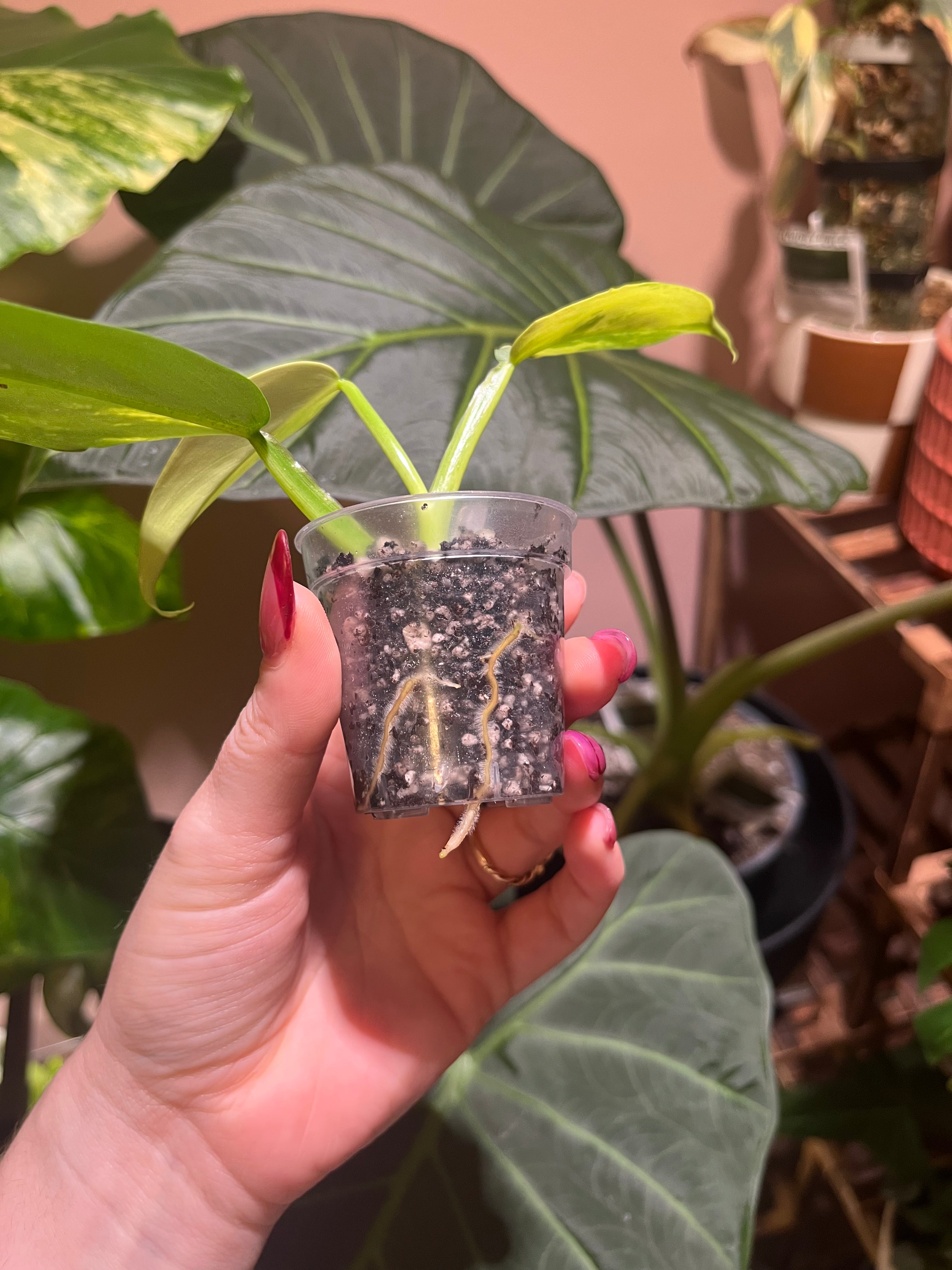 A hand with pink nail polish holds a small clear plastic pot containing a green plant with visible roots, set against a background of large green houseplants.