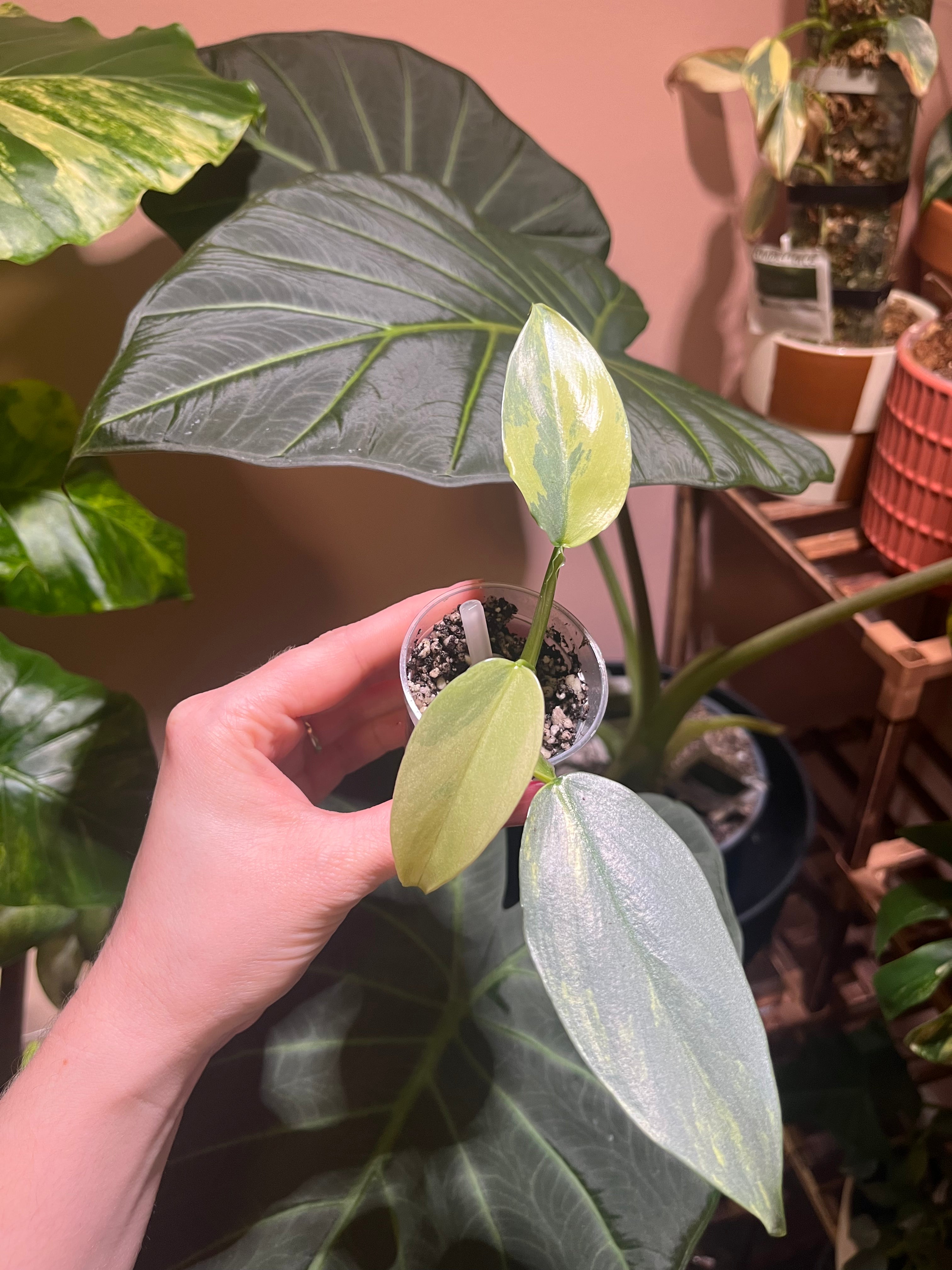 A hand holds a small potted variegated plant with light green and yellow leaves, set against a background of larger green houseplants and a warm indoor setting.