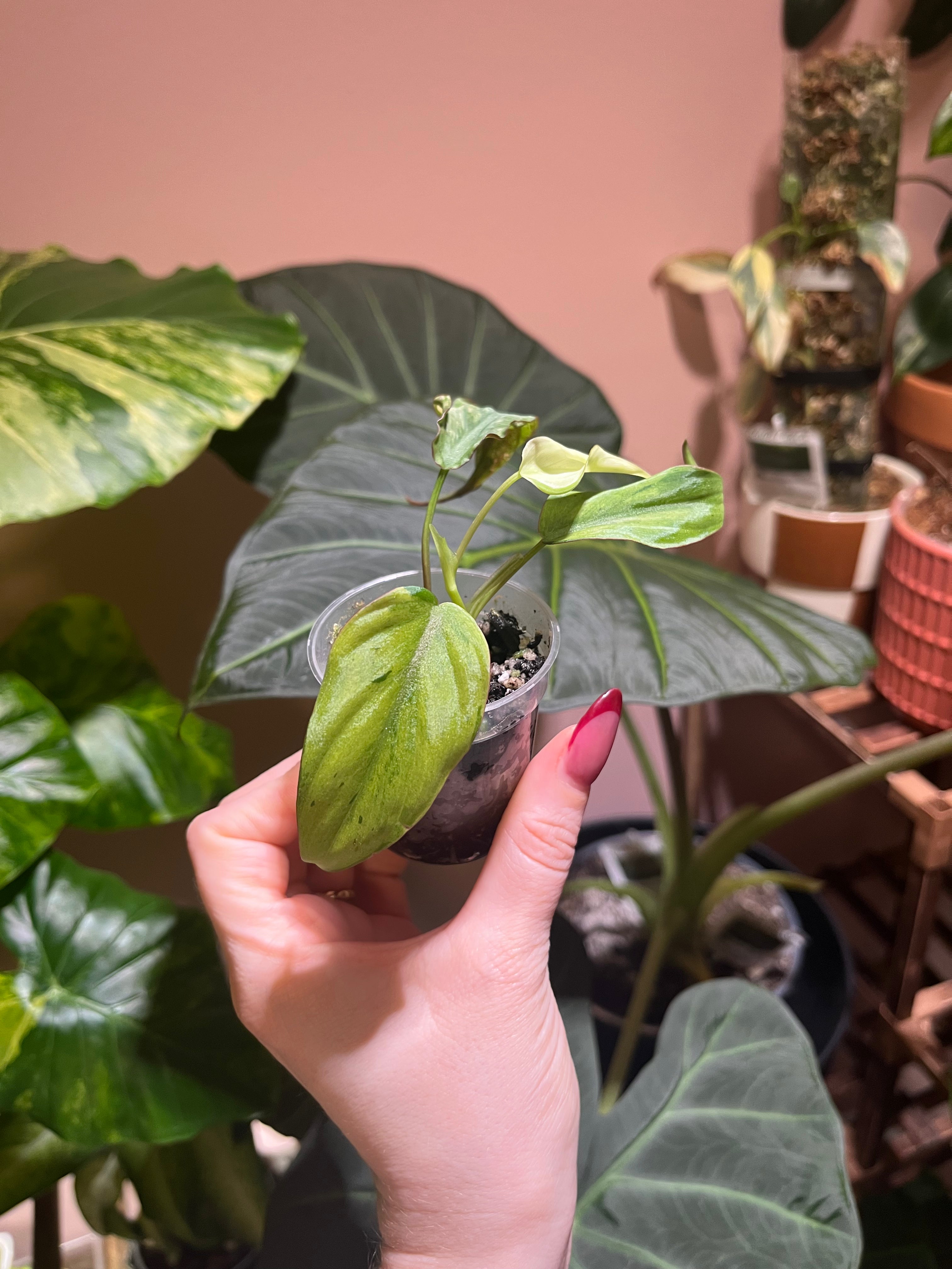 A hand with pink nail polish holds a small potted variegated green and cream Philodendron Brasil plant in a clear plastic starter pot, set against a background of other houseplants and a warm pinkish-brown wall.