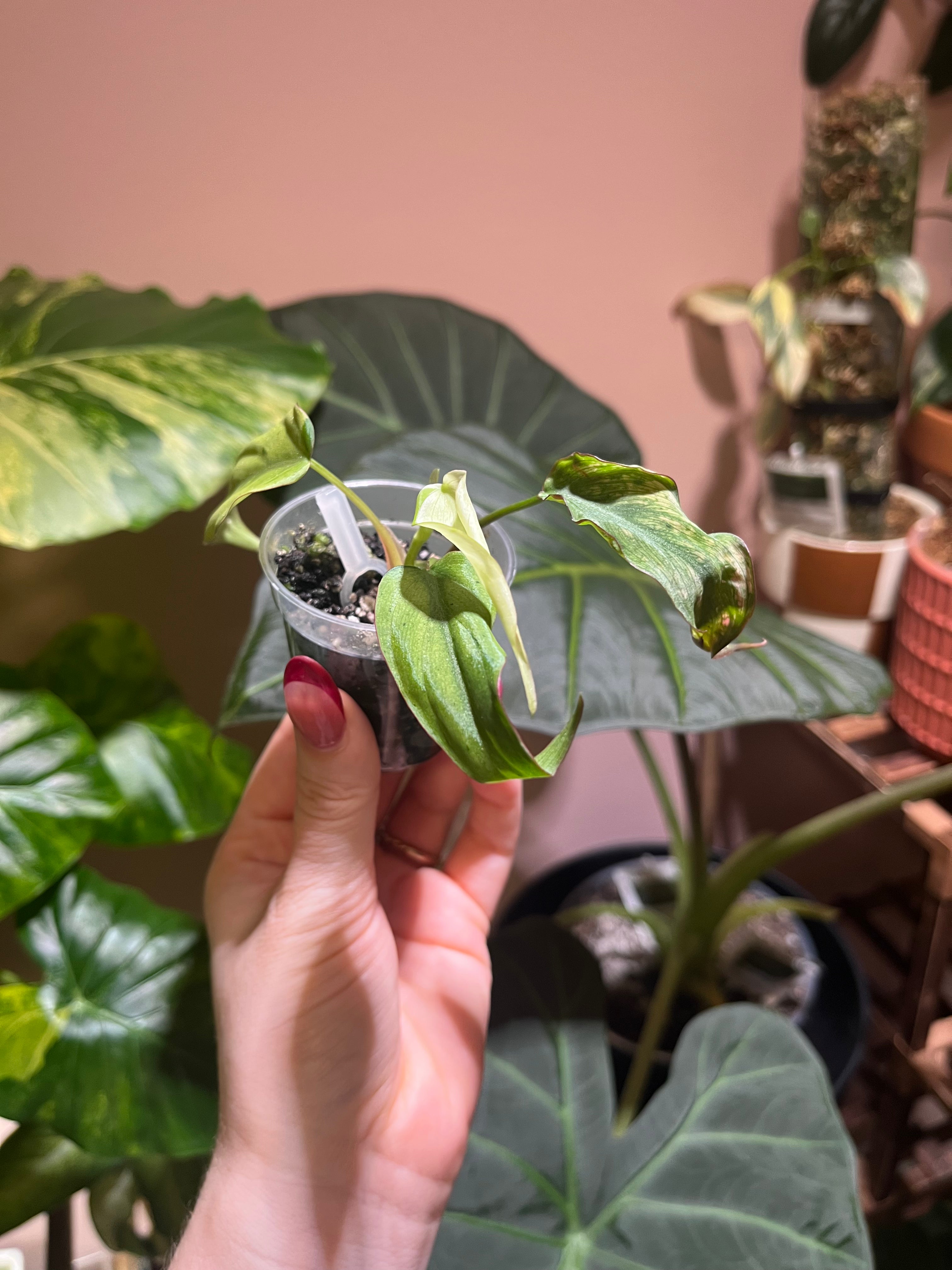 A hand with red nail polish holds a small potted variegated plant with green and cream leaves in a clear plastic nursery pot, set against a background of larger green houseplants and a warm pinkish-brown wall.