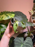 A hand holding a small potted plant with drooping green leaves, surrounded by larger tropical houseplants against a warm pinkish wall.