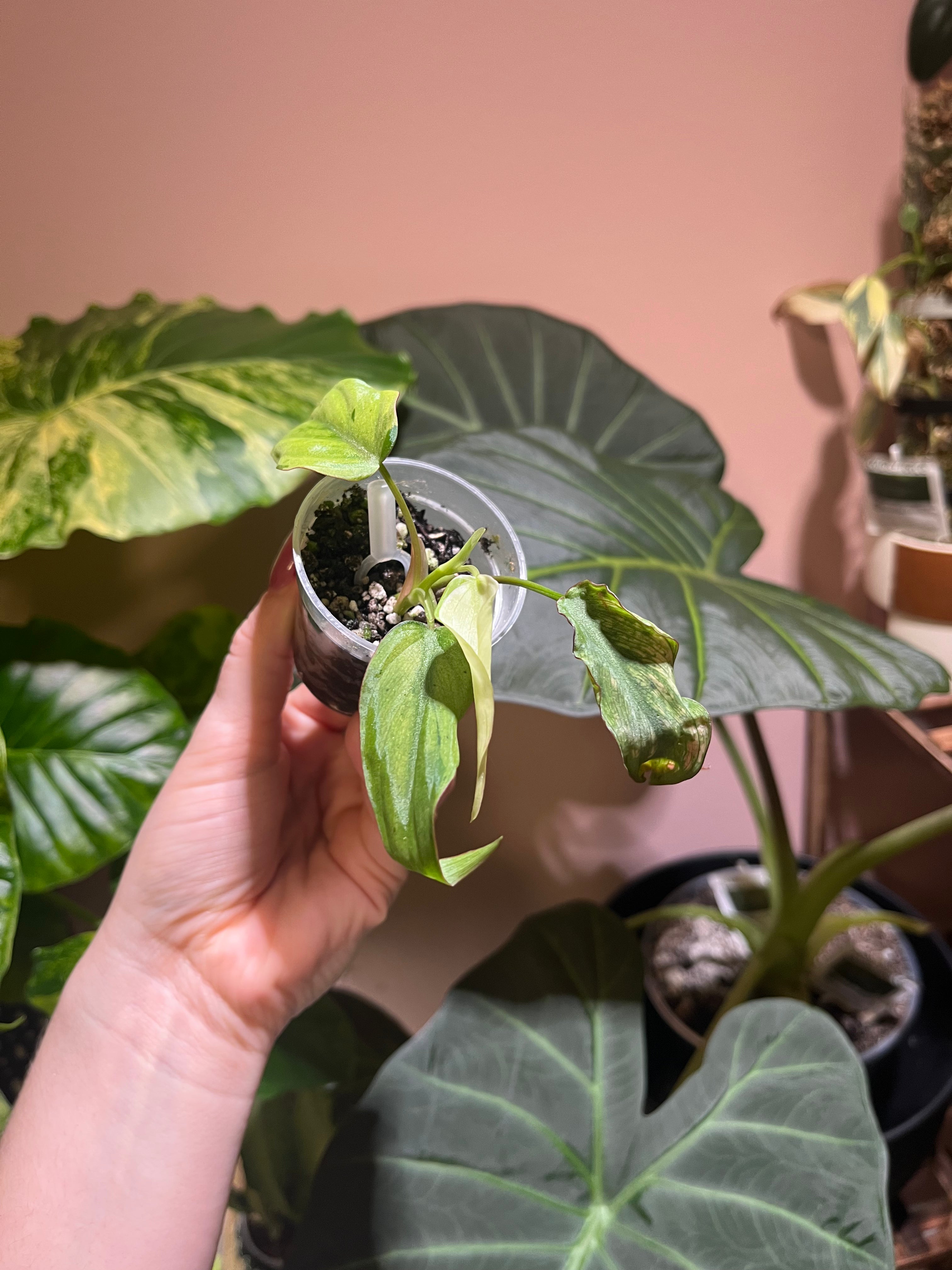 A hand holding a small potted plant with drooping green leaves, surrounded by larger tropical houseplants against a warm pinkish wall.