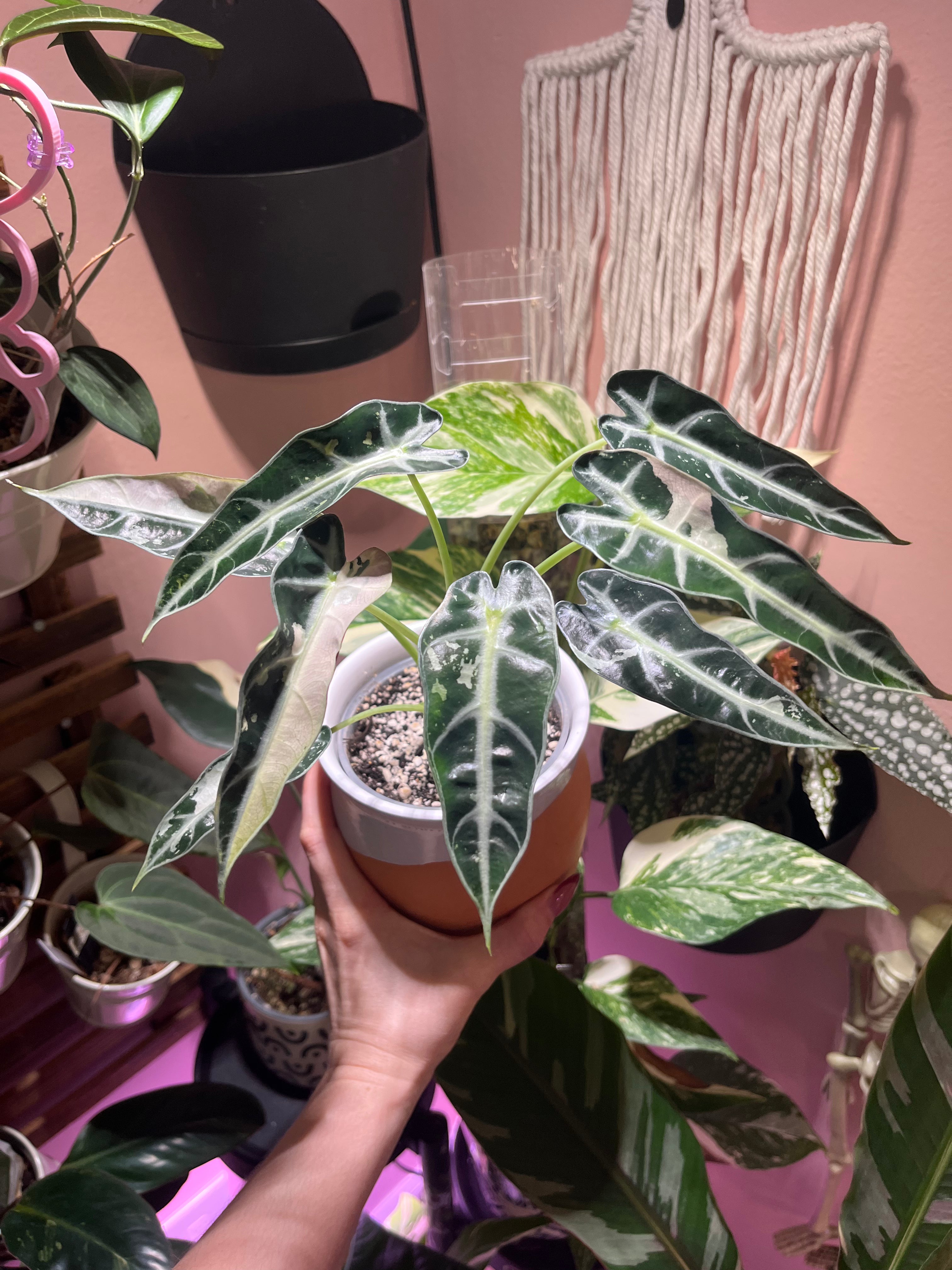 A hand holding a potted Bambino plant with variegated green and cream leaves, set against a pink wall with other houseplants and a macrame wall hanging.
