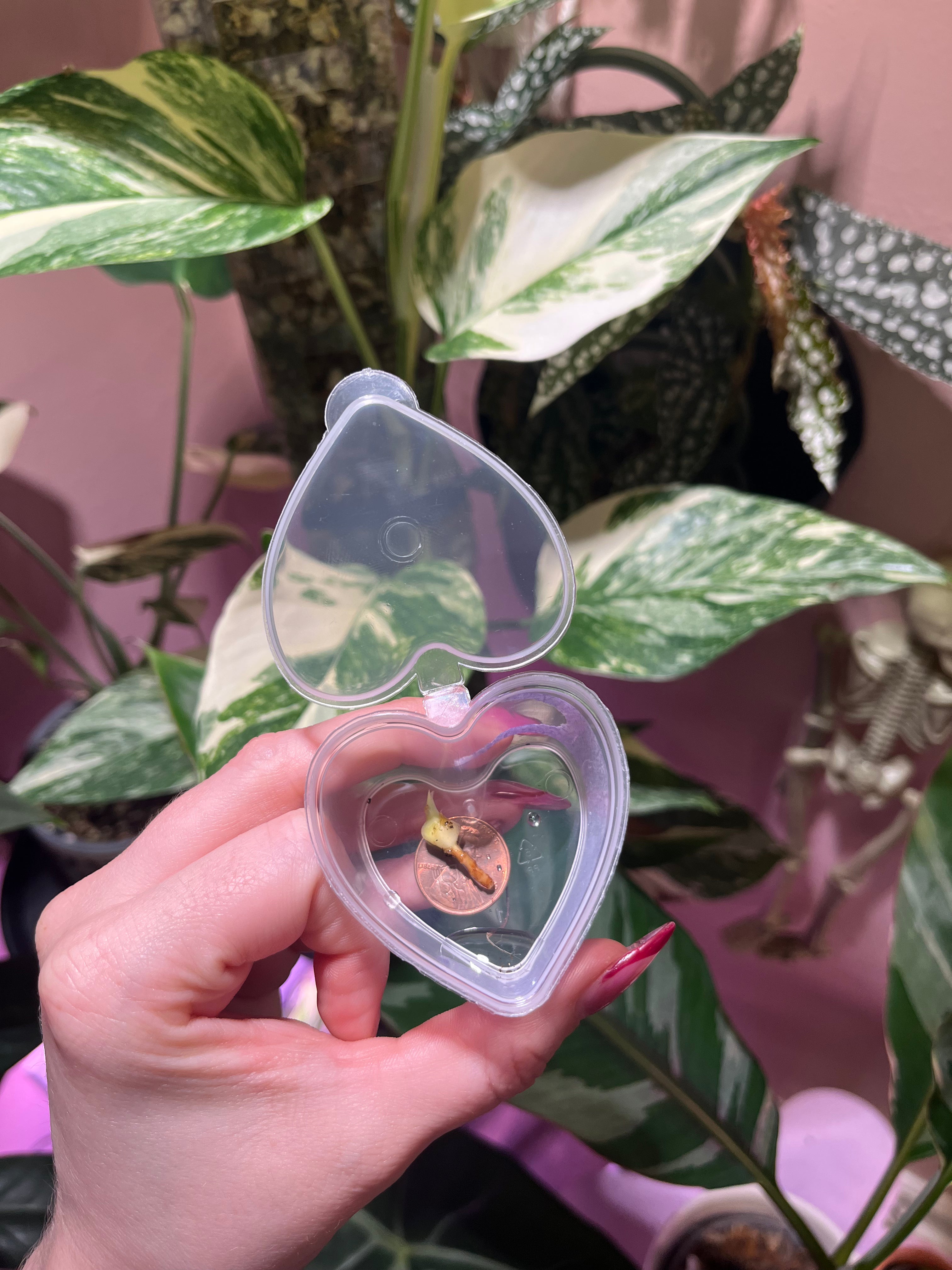 A hand with pink nail polish holds an open, clear plastic heart-shaped keepsake box containing a small dried flower, set against a background of green variegated houseplants and a pink wall.