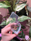 A hand with pink nail polish holds an open, clear plastic heart-shaped case containing dried plant pieces, set against a background of green and white variegated houseplants and a pink wall.