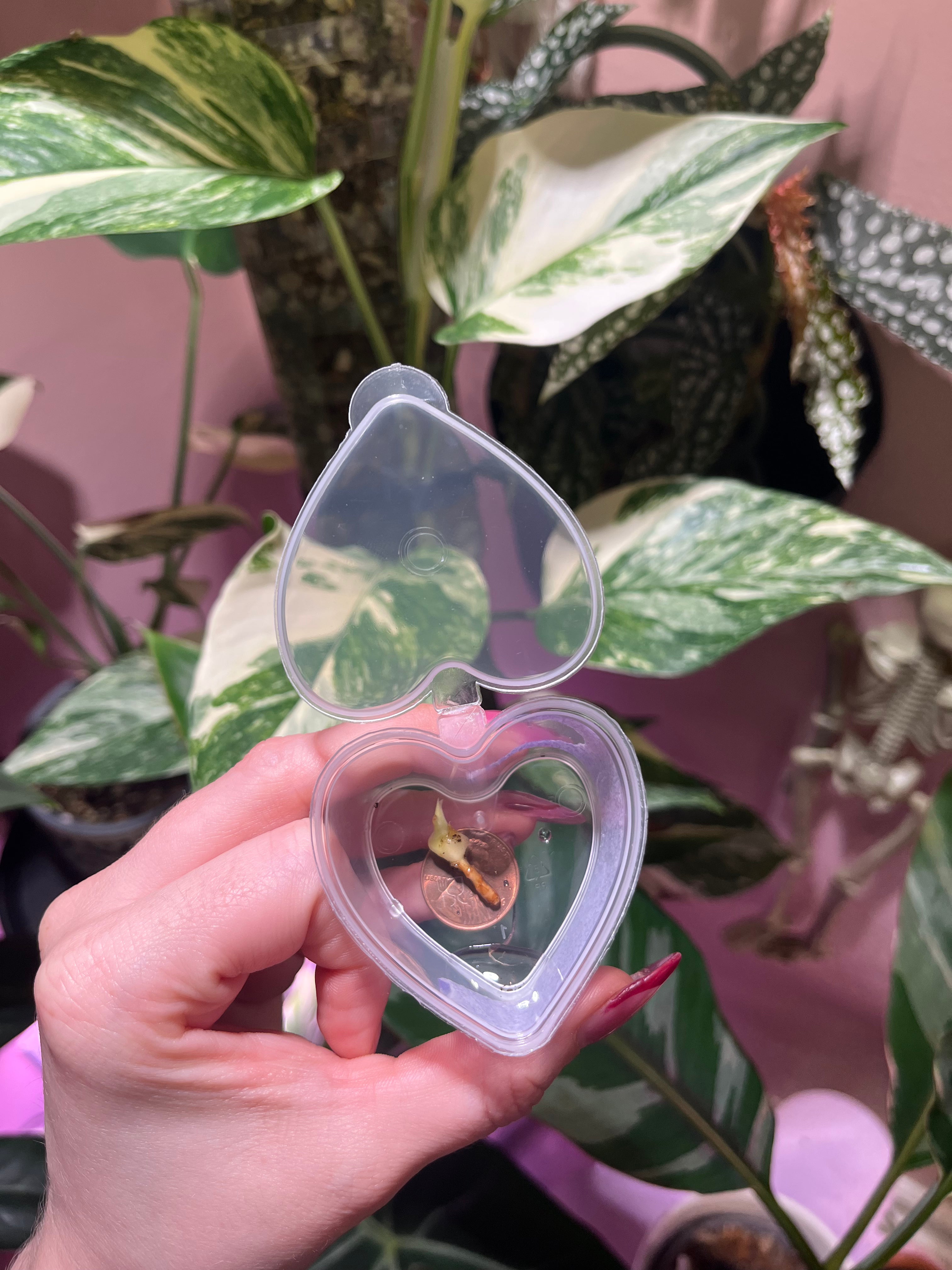 A hand with pink nail polish holds an open, clear plastic heart-shaped case containing dried plant pieces, set against a background of green and white variegated houseplants and a pink wall.
