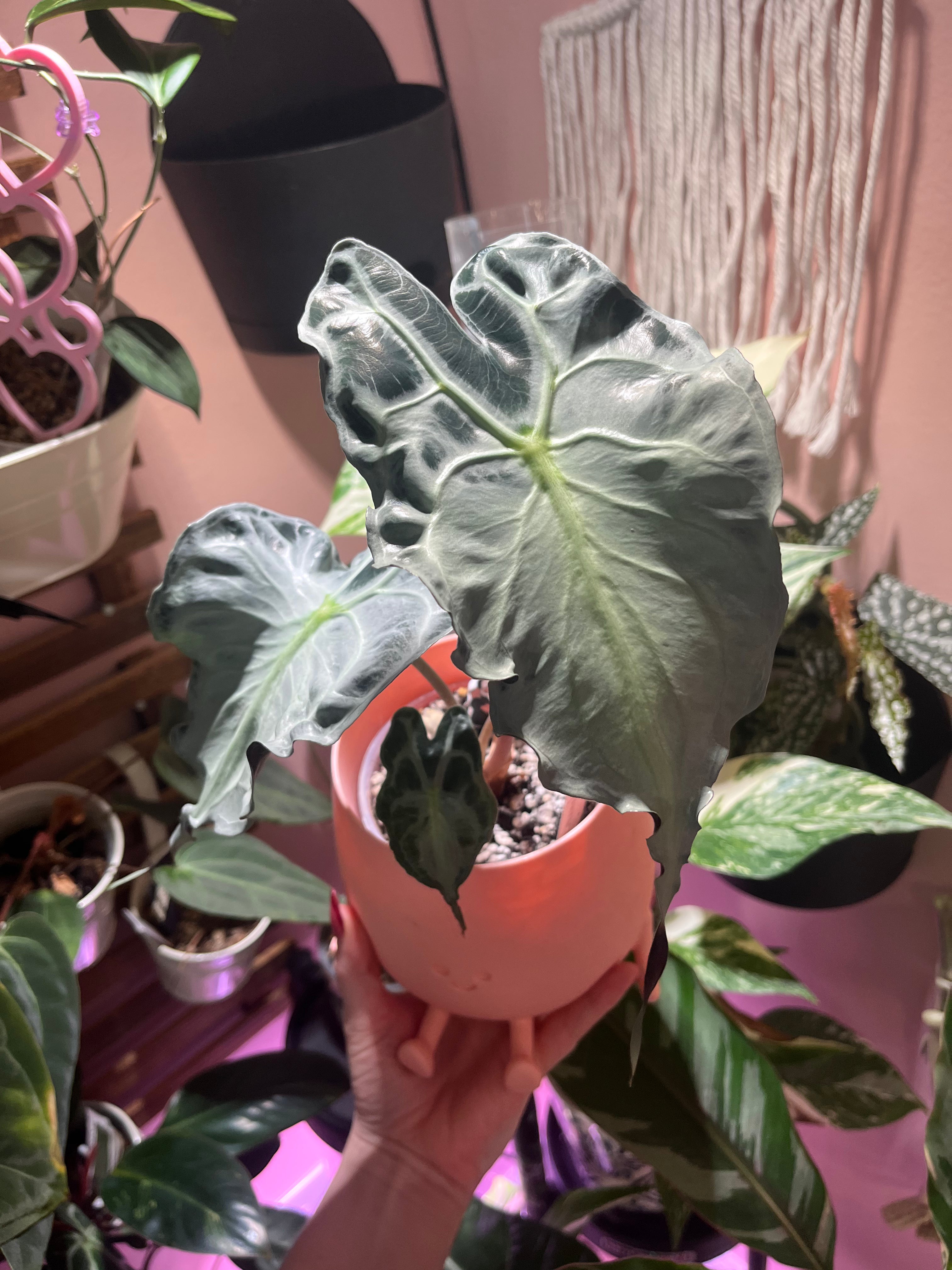Corm - Alocasia Vemon